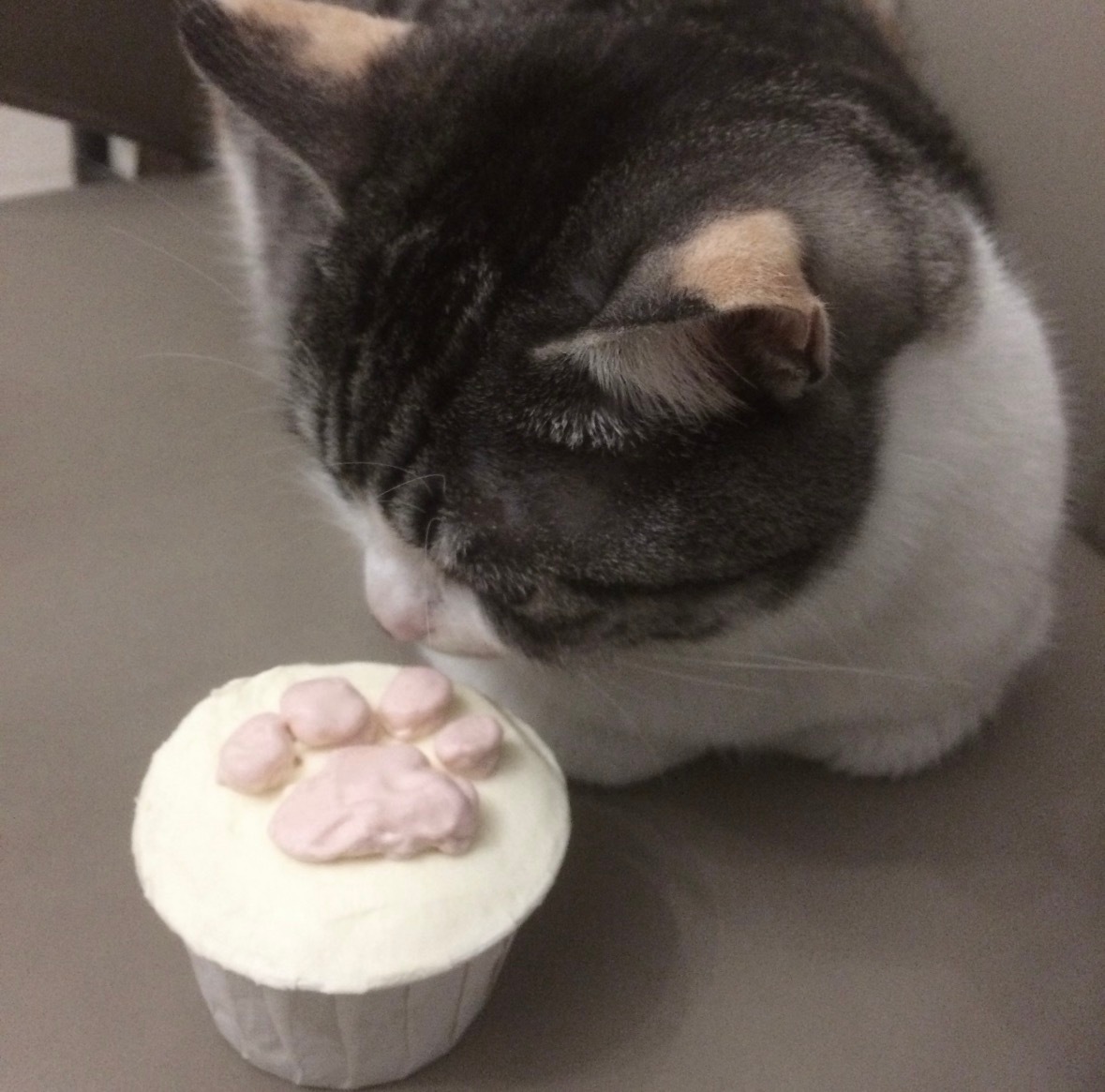 萌物啊萌物⌯'▾'⌯ᐝ头像
