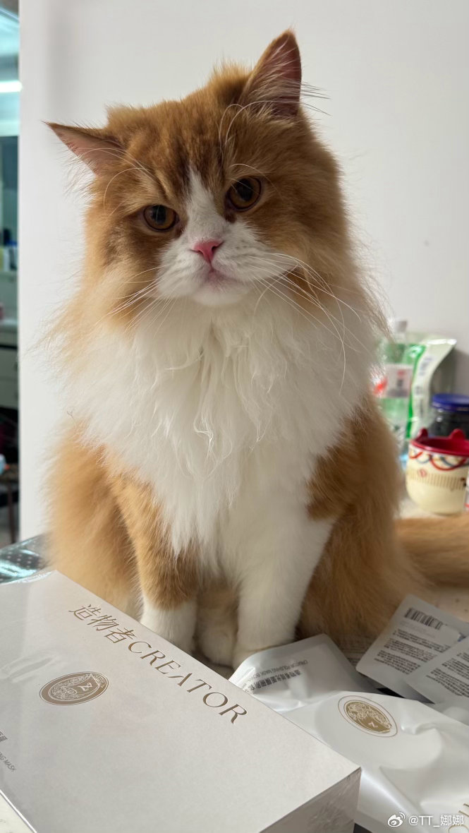 每日萌宠打卡萌宠今天是好乖的猫猫 