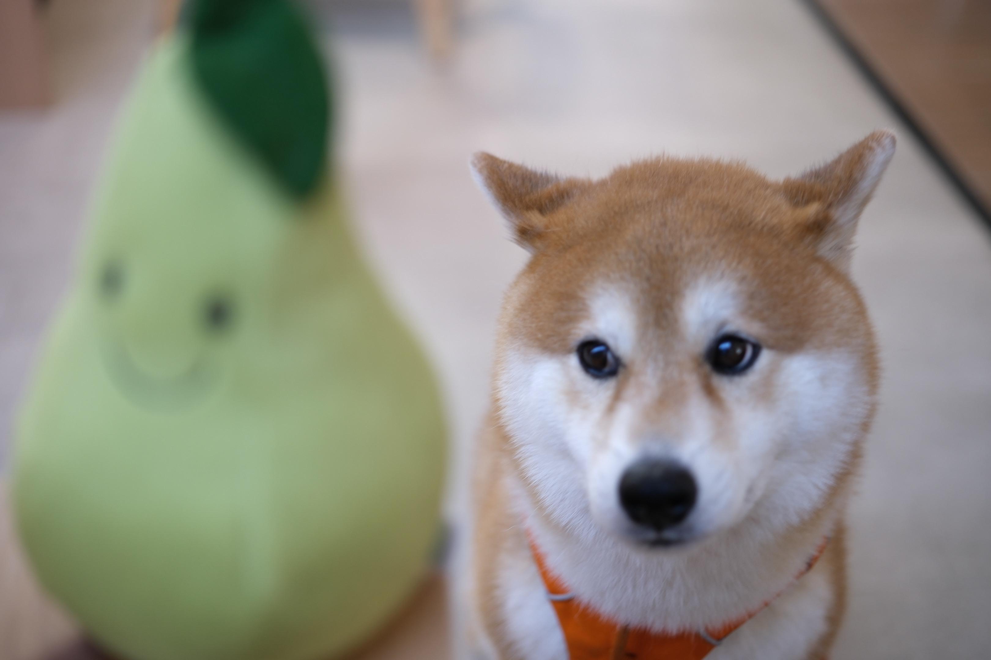 第一张照片不太敢亲密的 日常