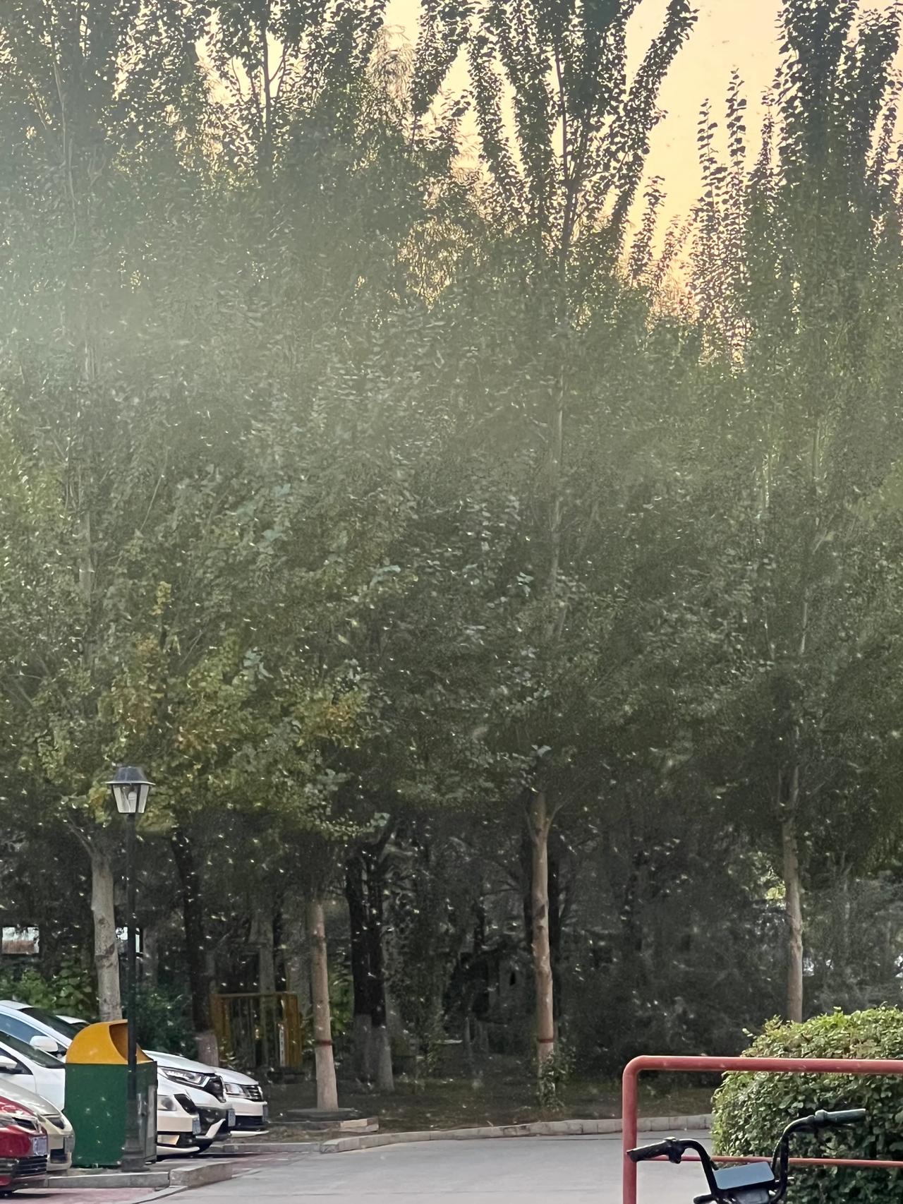 今年不知道怎么了，出门或者戴帽子，或者戴上口罩，眼镜，必须全副武装起来严严实实地