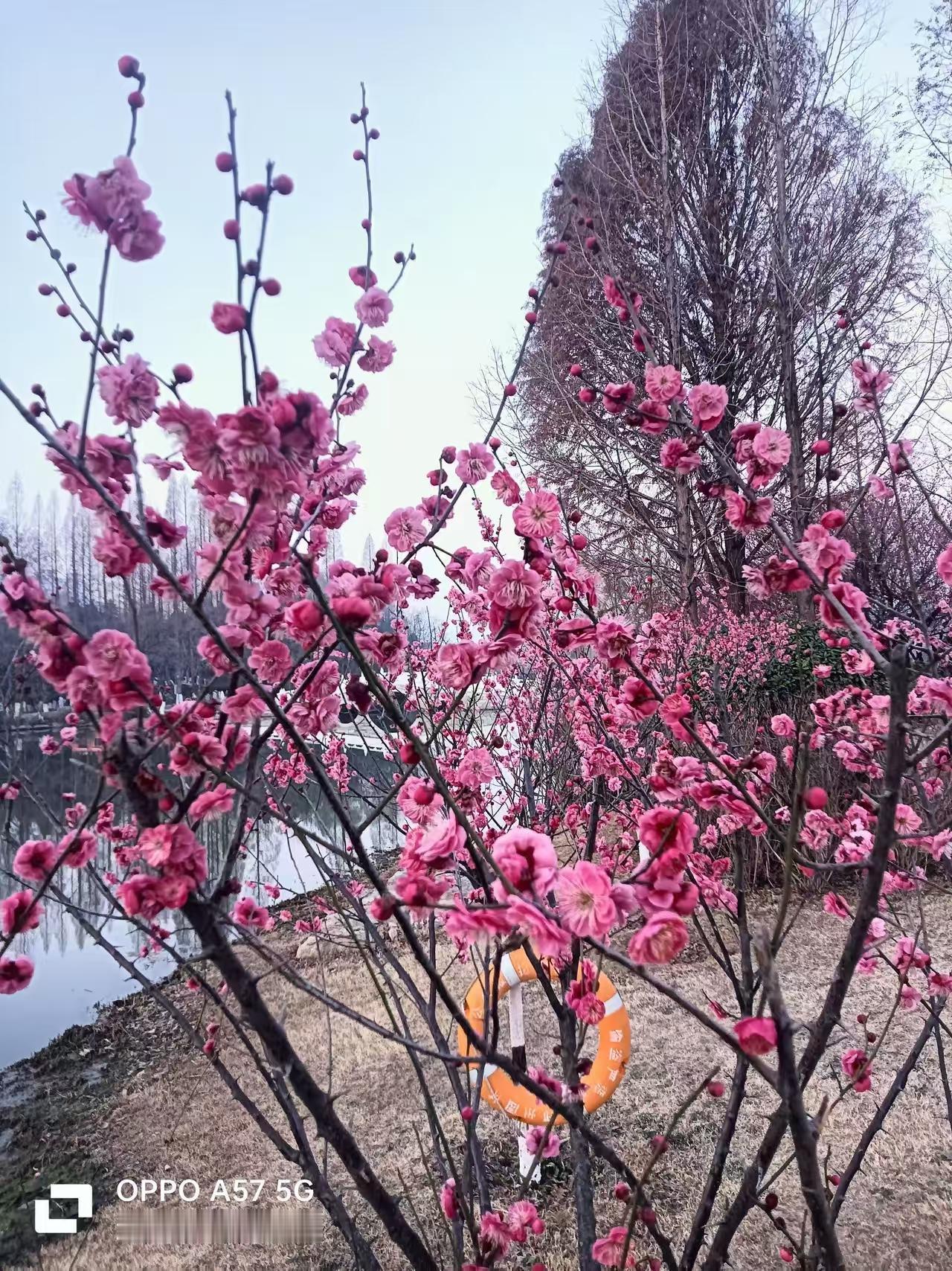 四块玉·红梅迎春
苞半开，眉微展，
静候琼英吻香颜。
蜂蝶耳畔欢声唤。
东风抚，