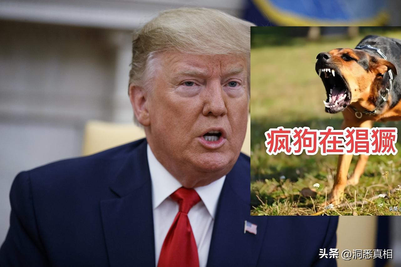 最近油菜花开了，疯狗开始出来咬人了，一会委内瑞拉，一会伊朗，扬言下一个目标是古巴