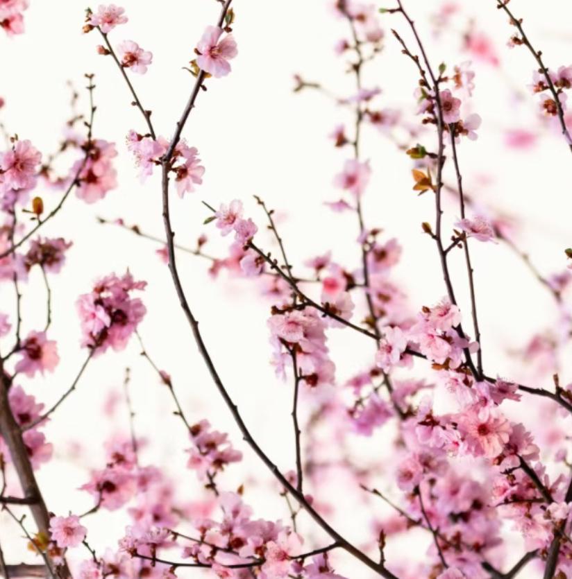 春日赏花怕踩坑？石首这条宝藏线路，花海与萌宠全拿捏
春天想出门赏花，却总怕找不着