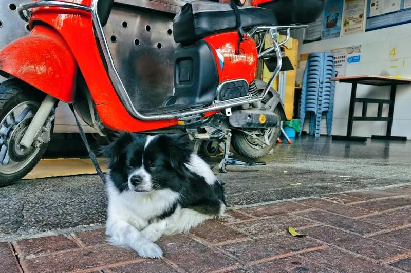 近日陆军第78集团军某旅“白老虎连”野外驻训场公布的实兵对抗演练画面太震撼了！是