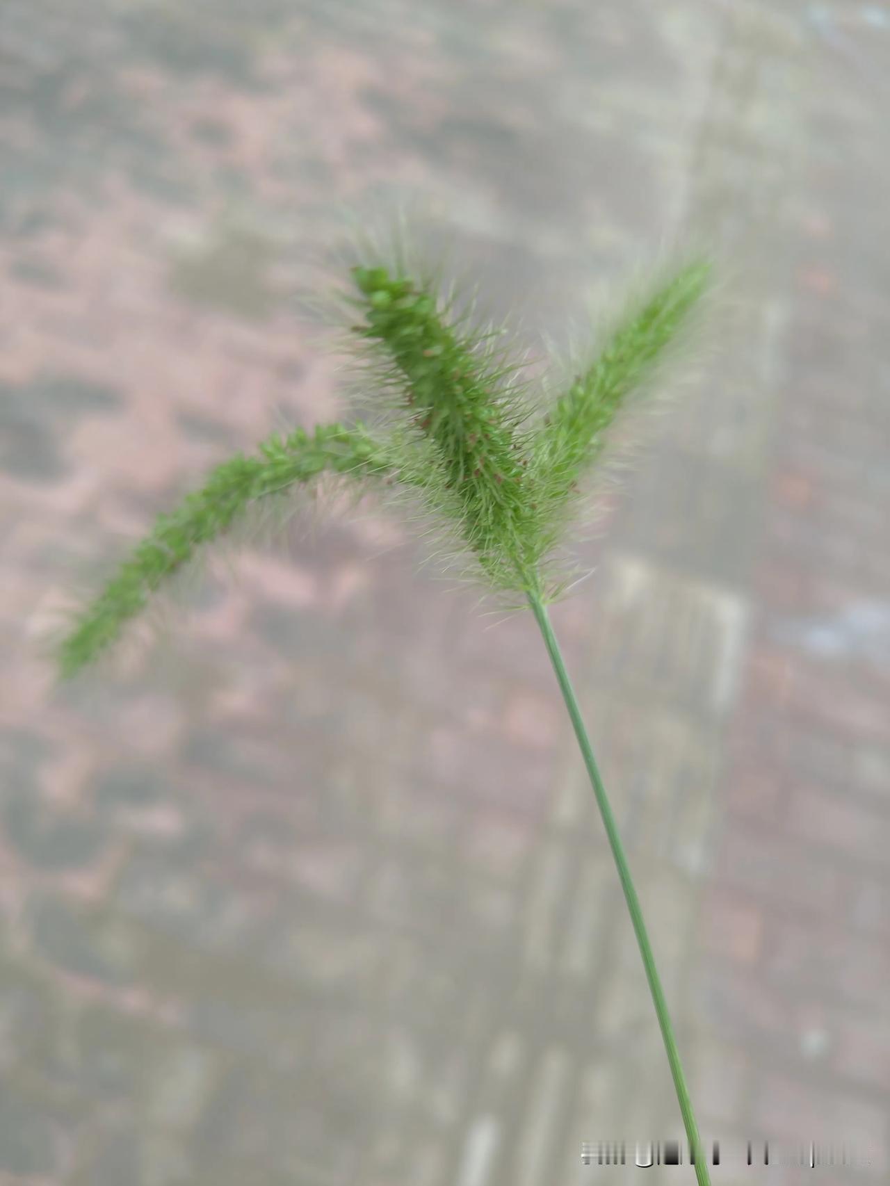 三胞胎的狗尾草真的很稀奇[大笑]