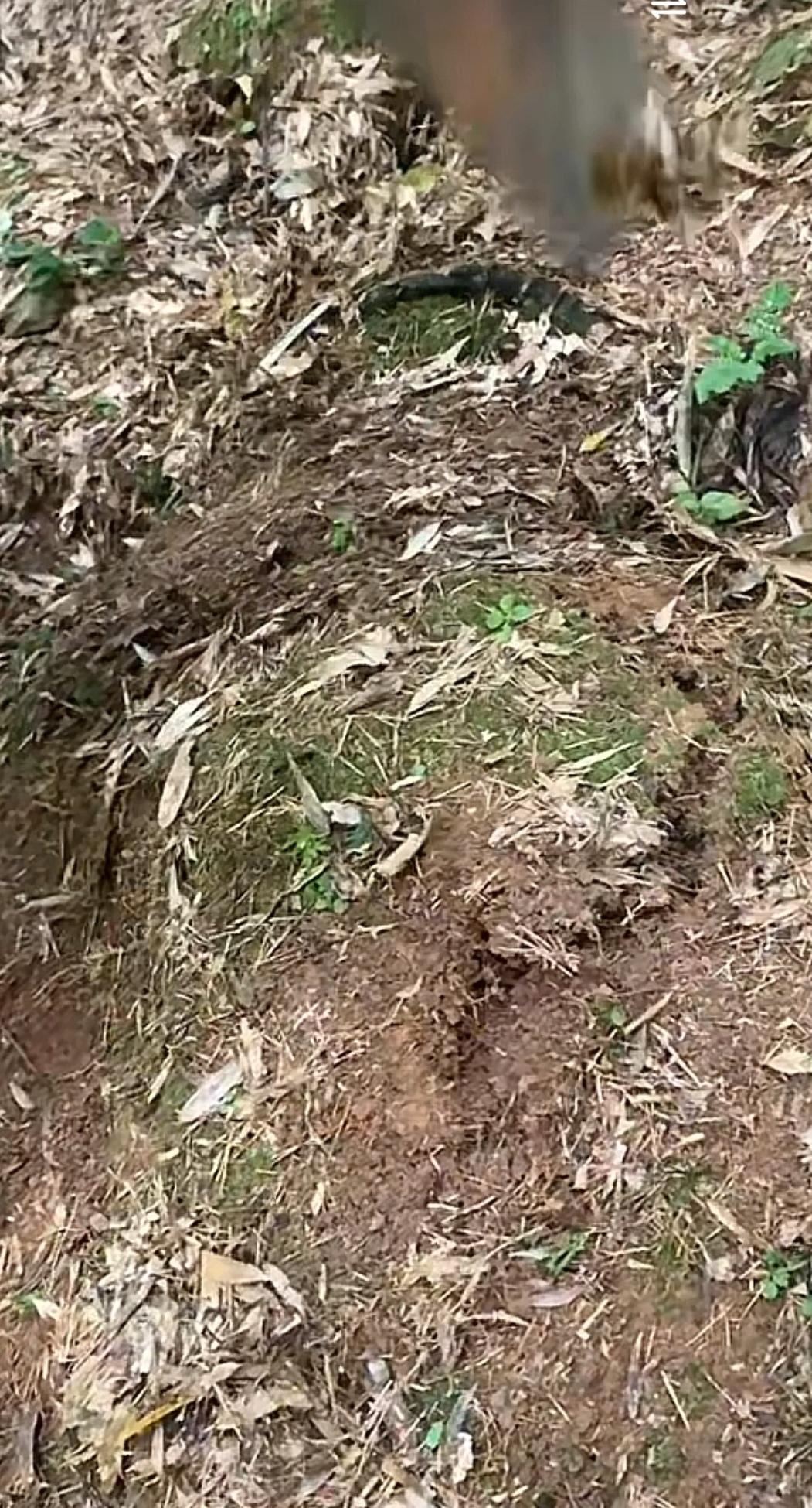 请问这个裂缝能出几个笋？
A:0个
B:1-2个
C:3-5个
D:6-8个