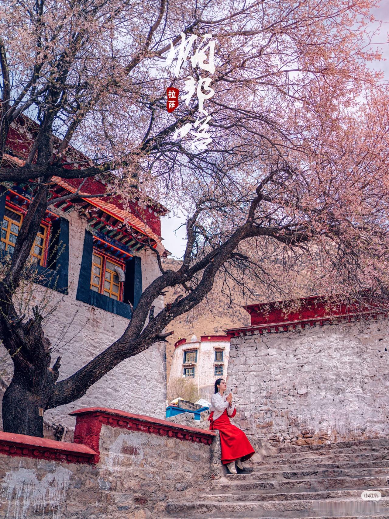 山寺桃花始盛开:拉萨赏花，春日的帕邦喀寺🌸

在西藏，林芝的桃花往往最富盛名，