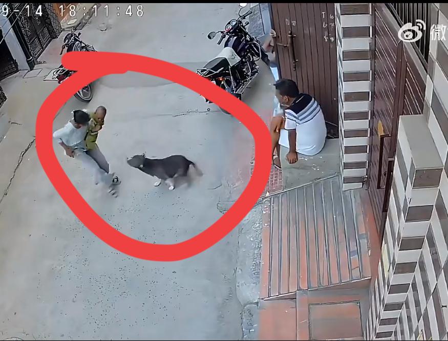 发生在印度的一起恶犬袭击婴儿的事故，妈妈为了护子发出惨烈的叫声。监控日期显示是 