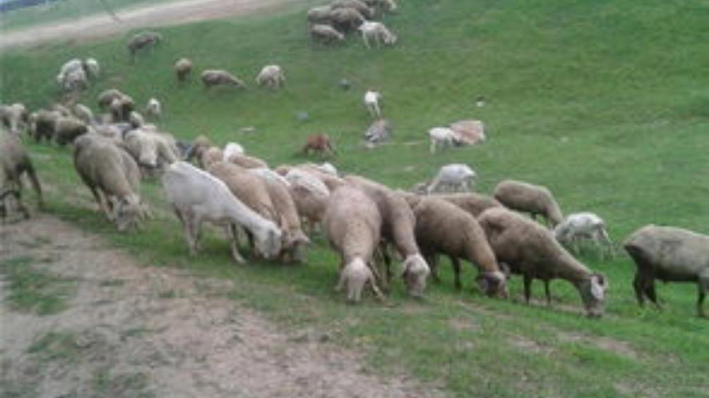 月薪1.6万招夫妻放羊，老板：90后别凑热闹，这钱你挣不了！


内蒙古锡林浩特