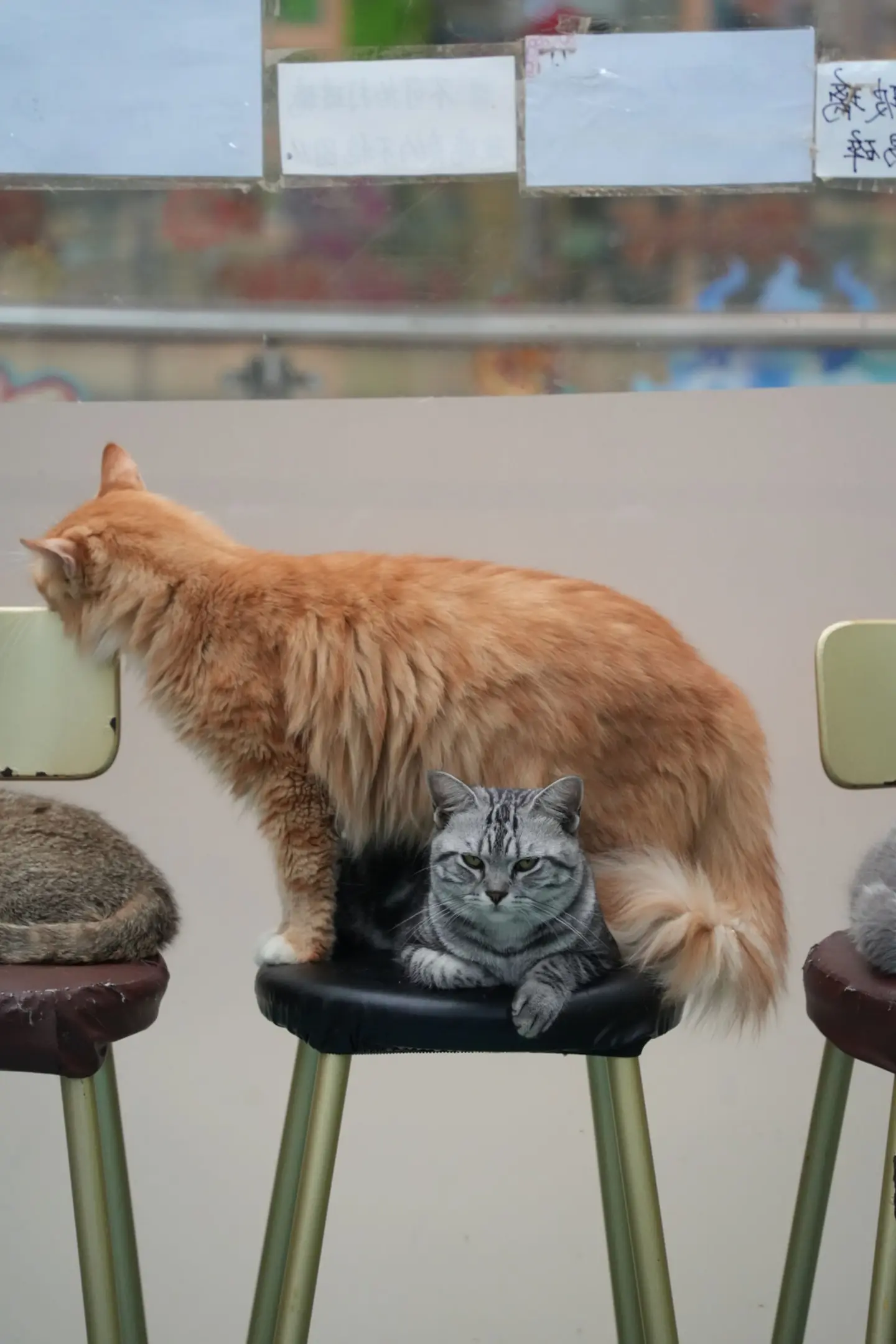 五一啊，就是猫猫上班也有班气呀。