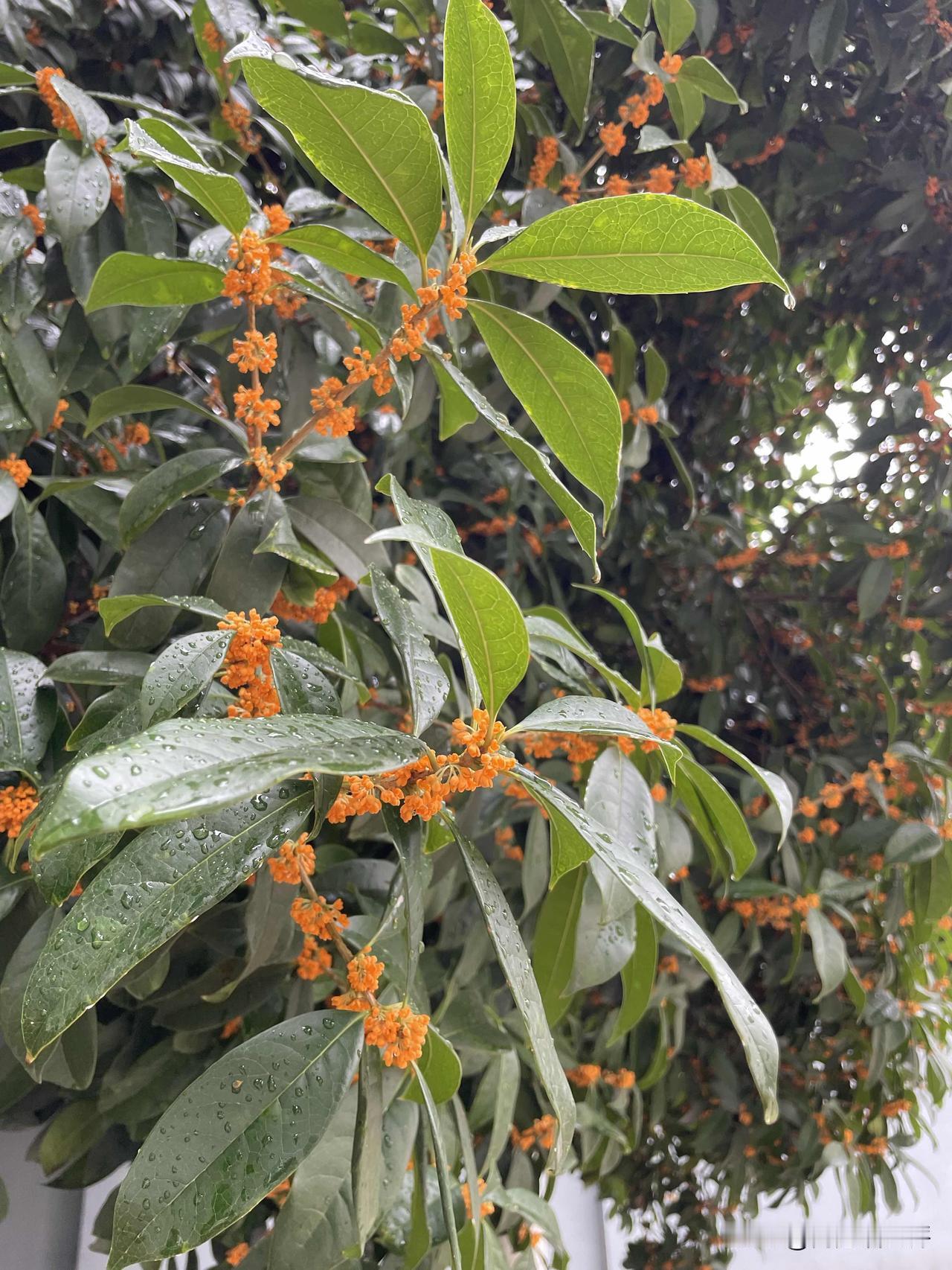 深秋最常见的花朵，桂花，这几天桂花香飘满大街。