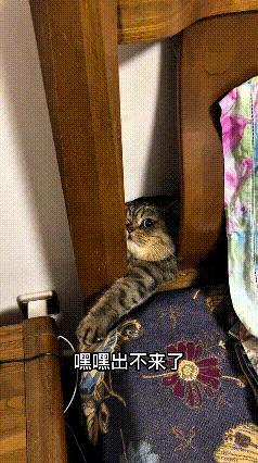 哈哈这只小猫咪也太倔强啦！明明主人已经帮它开辟出宽敞的通道了，可它偏不选好走的路