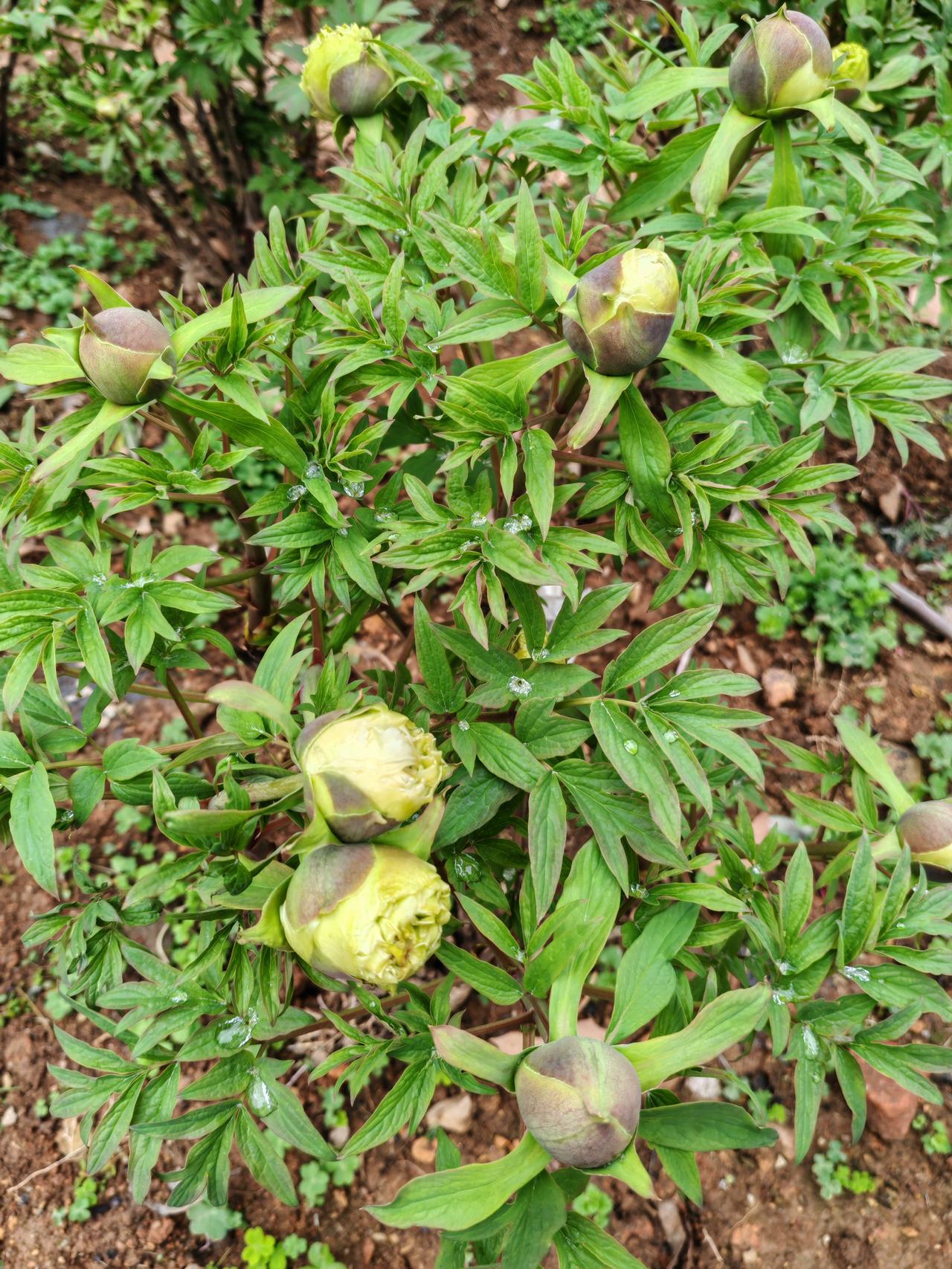 记录我的2026今天去武汉华中科技大学看玉兰花，看到校园里的牡丹花打花苞了，过一