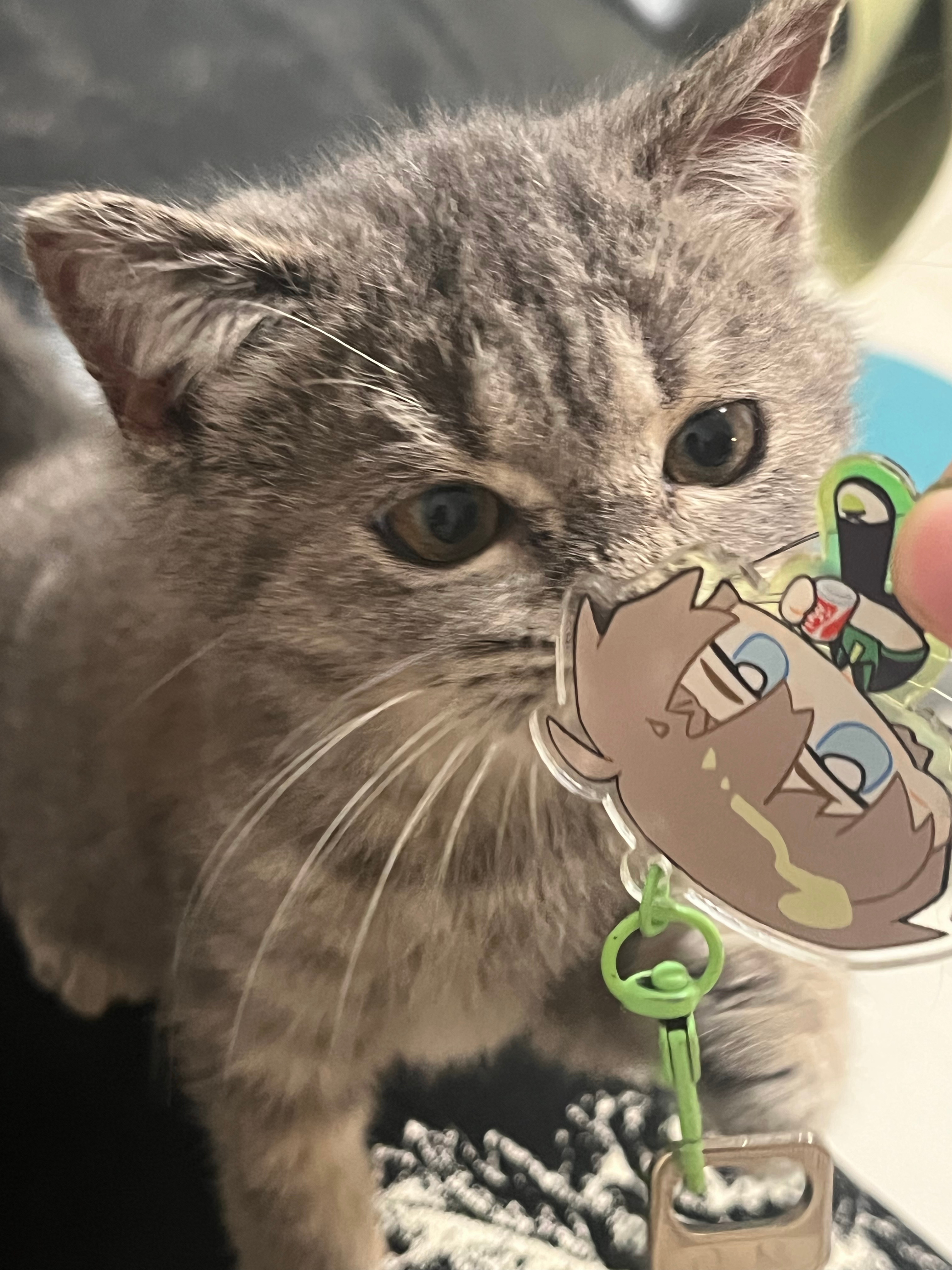 乔一帆是一只一岁的小猫啦 