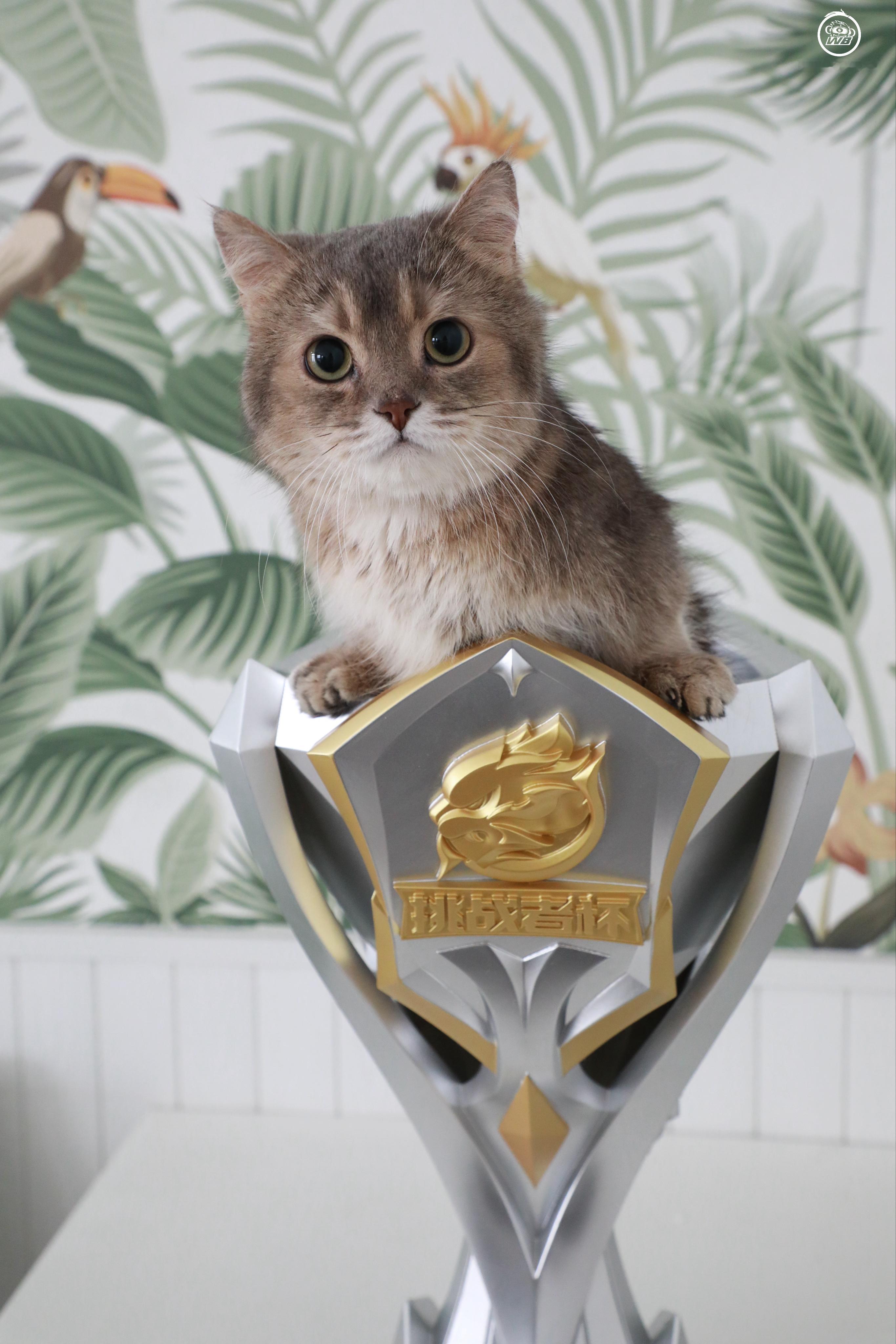 喵生照片有了！ 