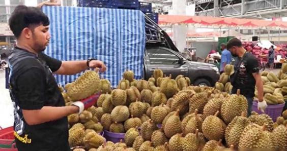 今年，菲律宾果农对 5.4 万吨榴莲的对华出口满怀期待。他们笃定果实成熟后，就能