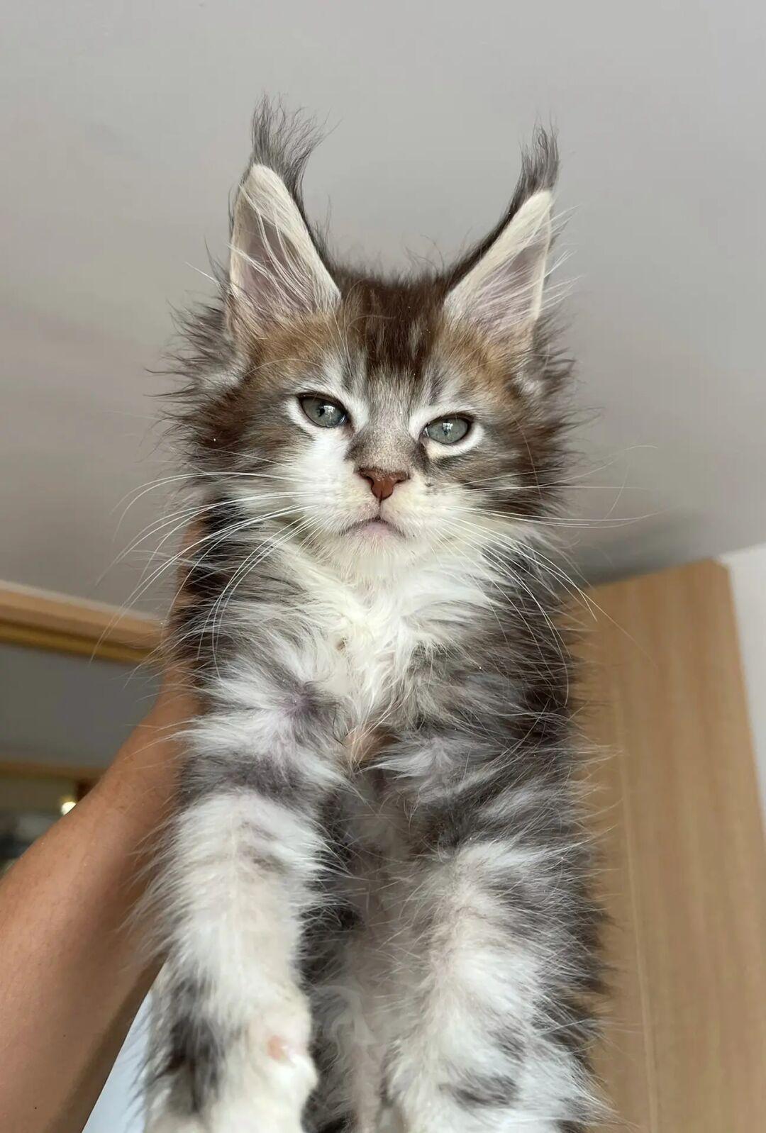 缅因｜有点憨又有点可爱