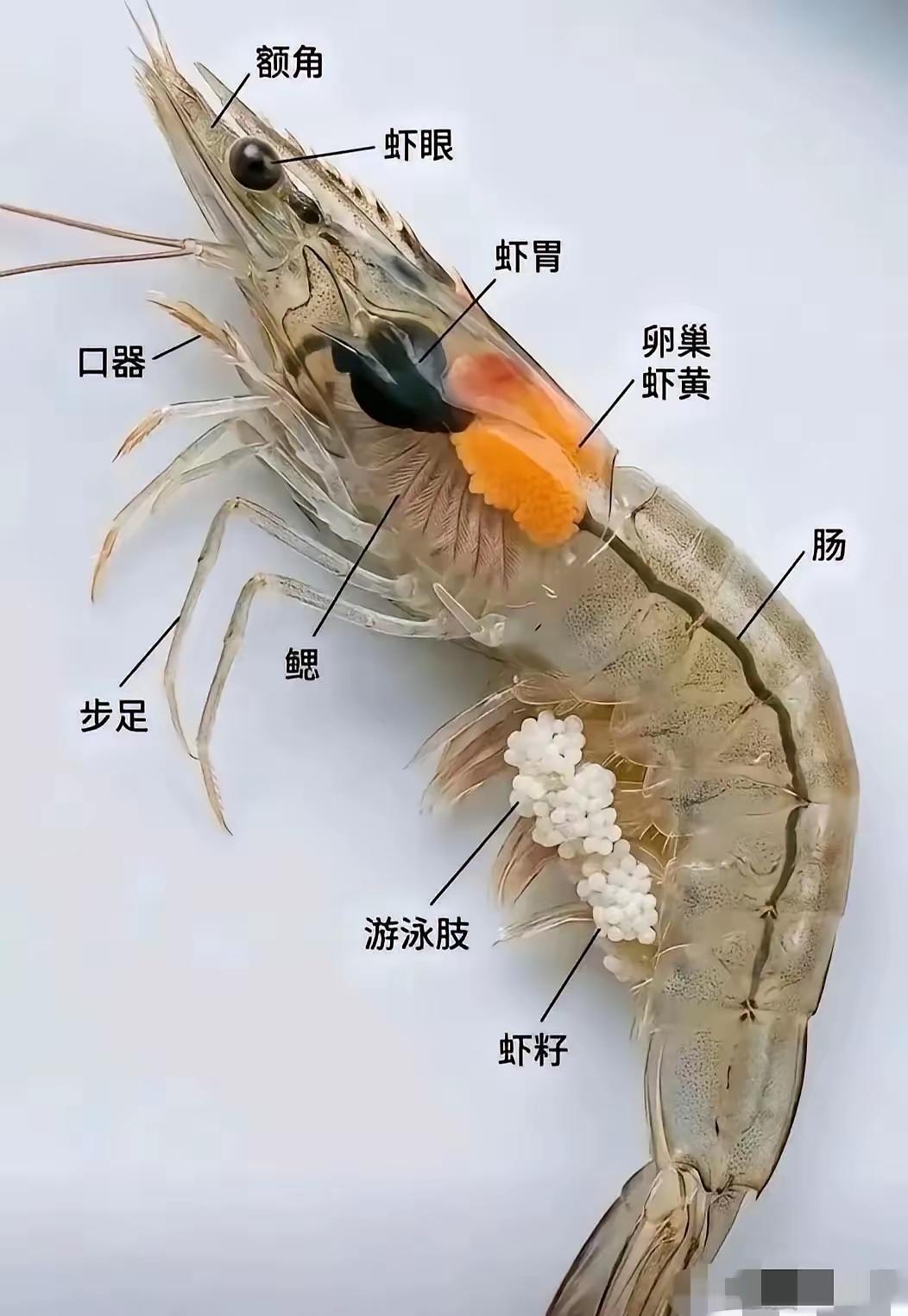 王铎：青岛大虾有名。但，如何辨认大虾？