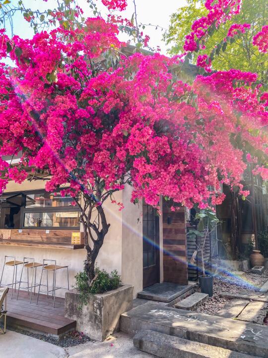 🌸𝚂𝚙𝚛𝚒𝚗𝚐⁺✿不舍得错过希望无限的春天