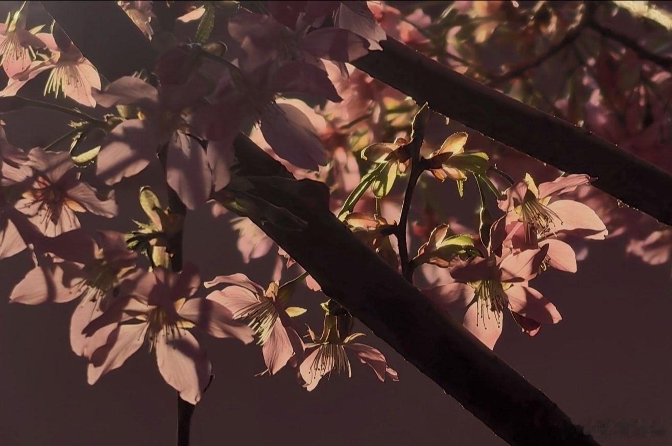 玉渊潭公园小樱驿站盛装开放，站内早樱、高山杜鹃、蝴蝶兰等盛放迎春，吸引众多游人驻