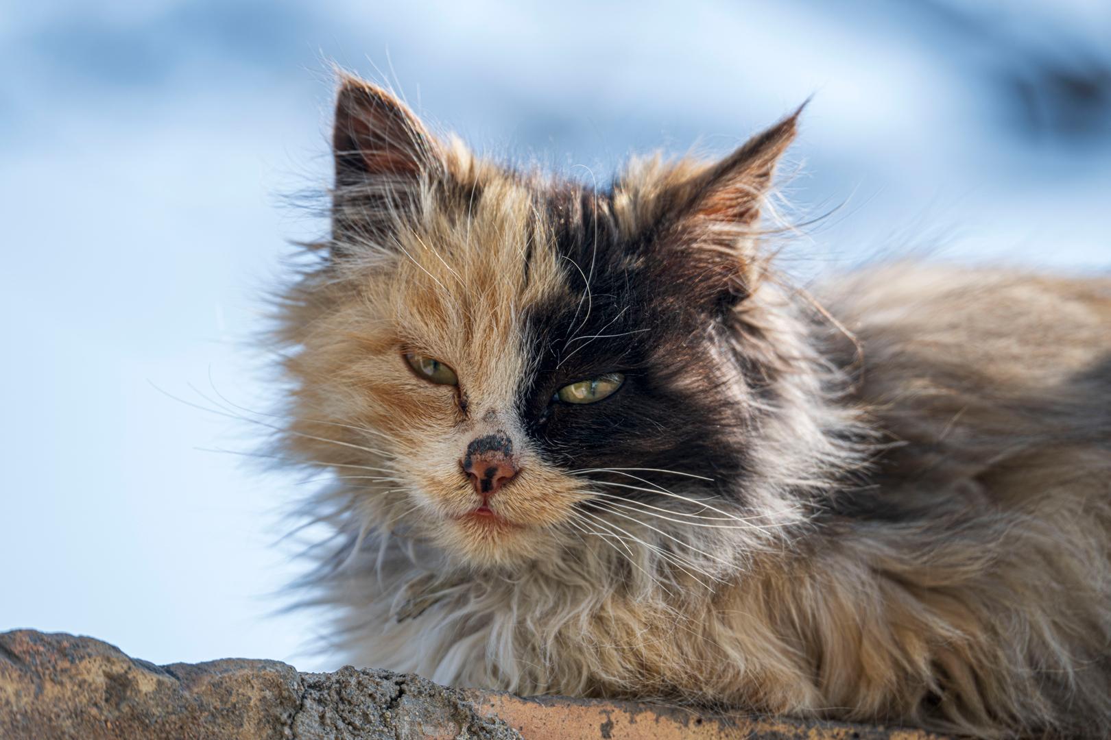 小猫咪又在想什么呢。