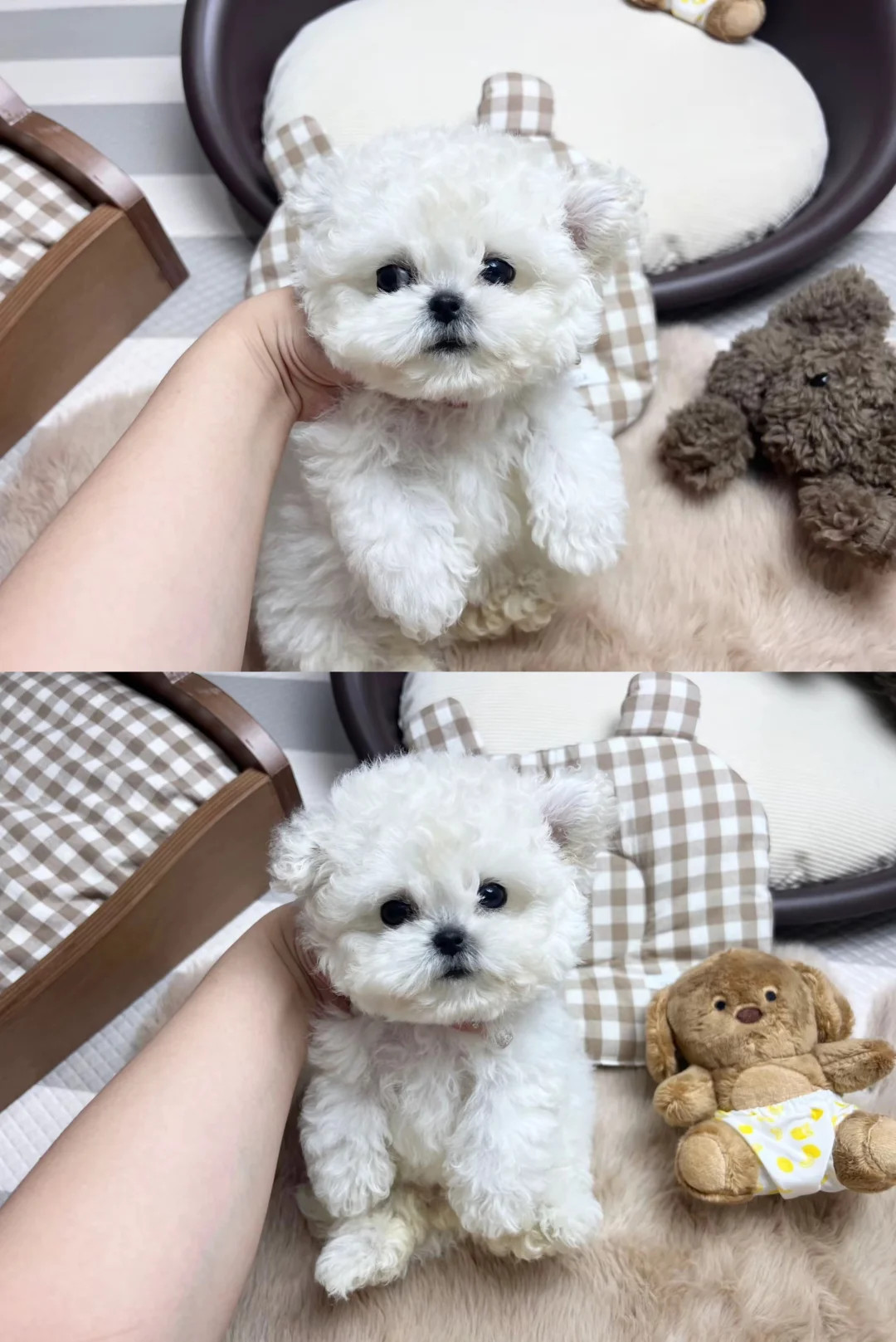 韩系小体比熊｜Miumiu妹妹找新家