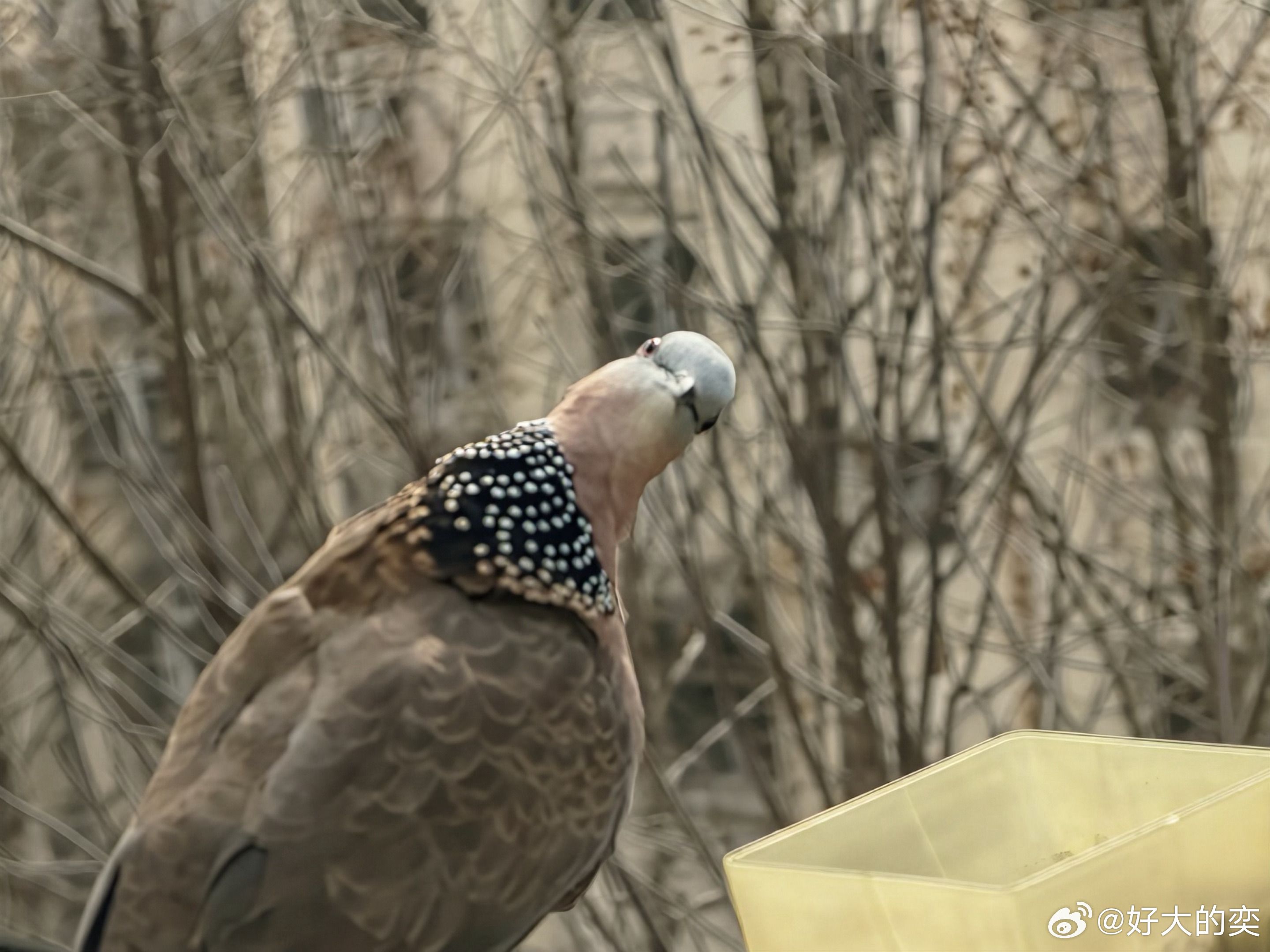 “嗯？你在看啥？” 