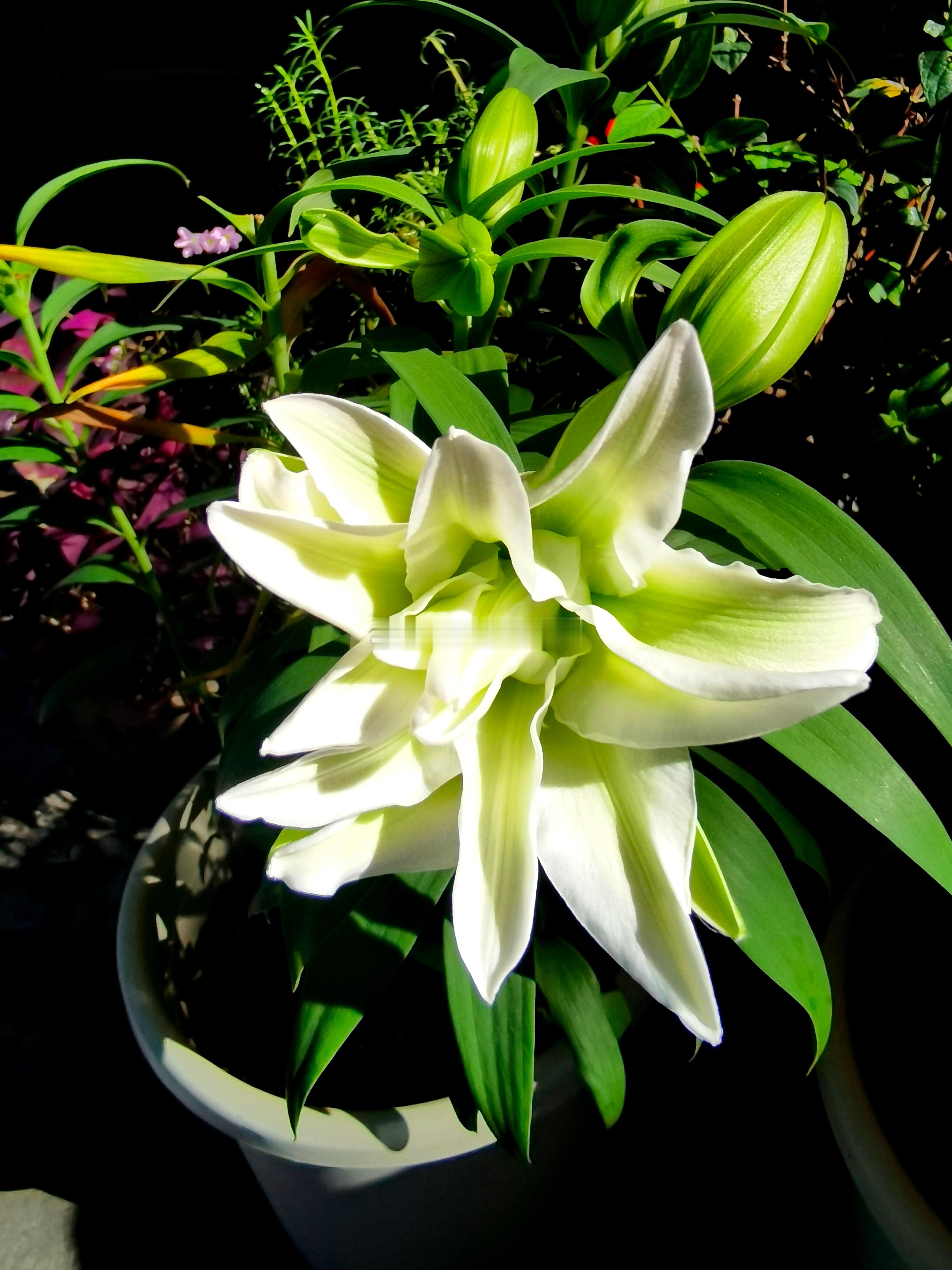 每天分享一个养眼花卉。家里的另一盆香水百合也开花了。早晨起来，随拍了几张照片，凑