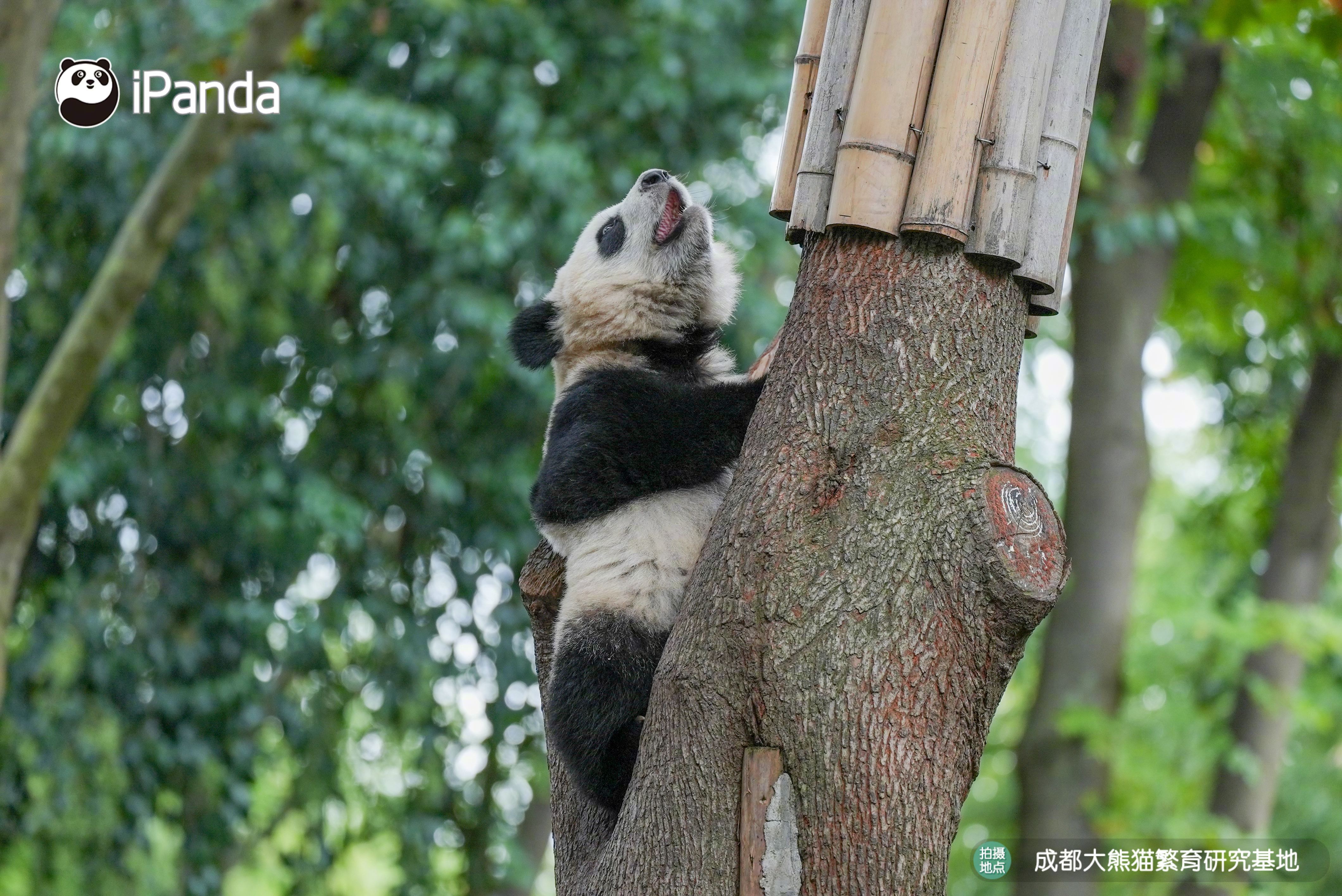 从现在起这棵树是我的了，谁都不可以有想法！[开学季] 熊猫宝宝不停rua自己的小
