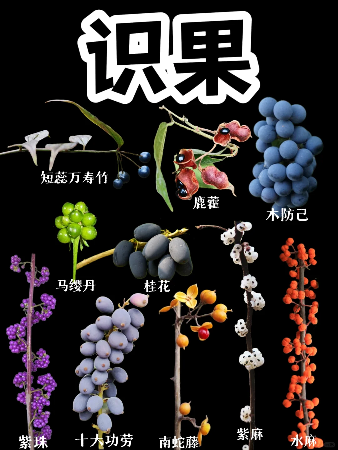 【识果】第二十二弹