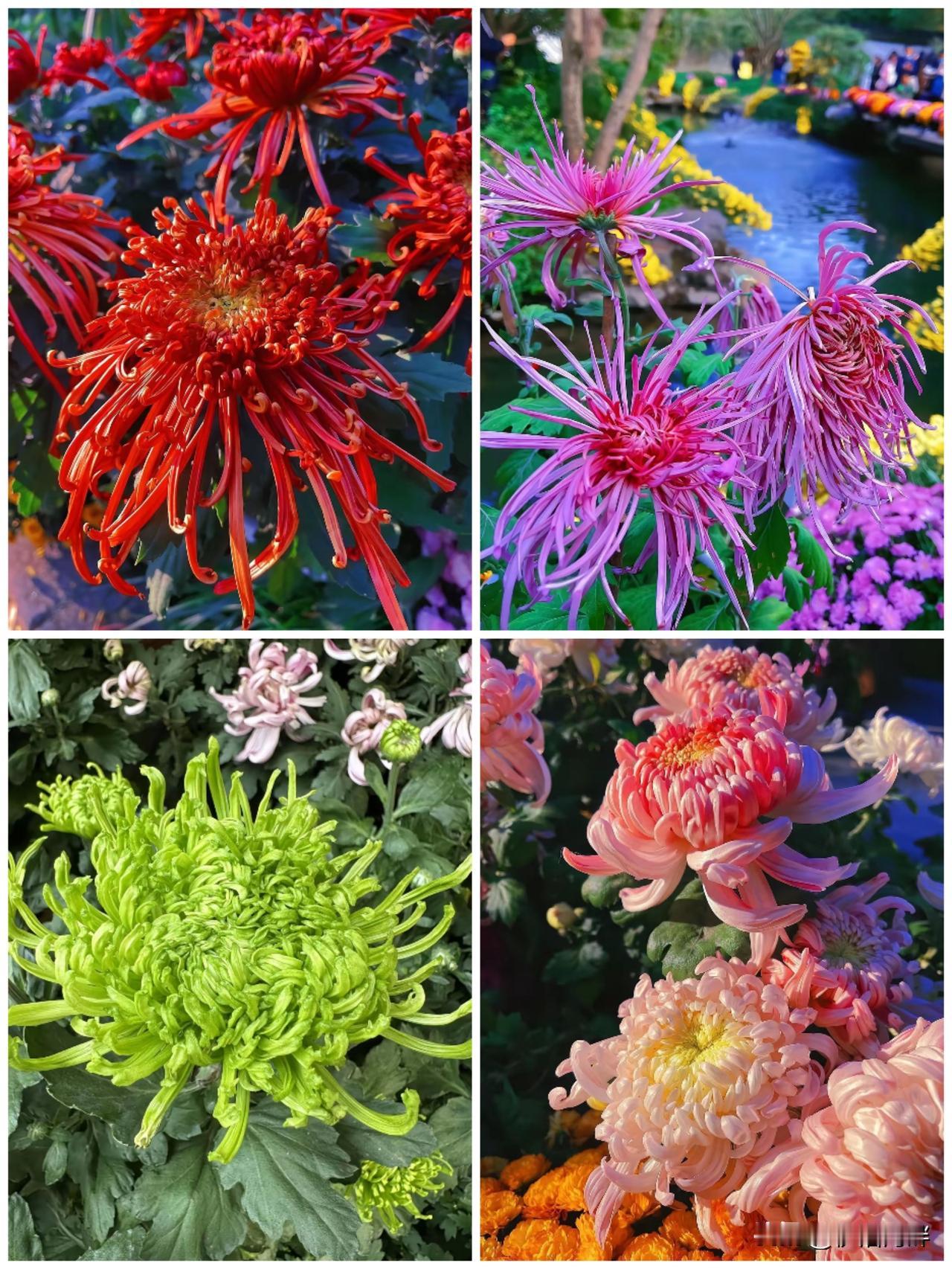 开封第44届菊花文化节开幕恰逢重阳节，拟于10月18日在龙亭公园举办开幕式，文化