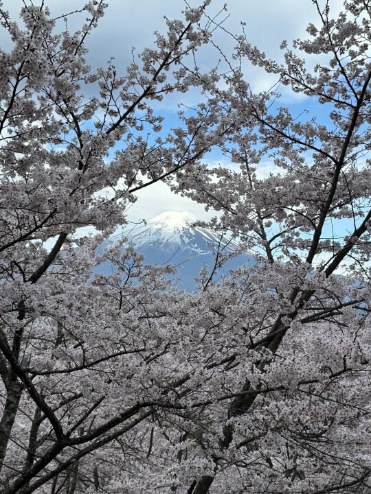 又是一年樱花季🌸🌸