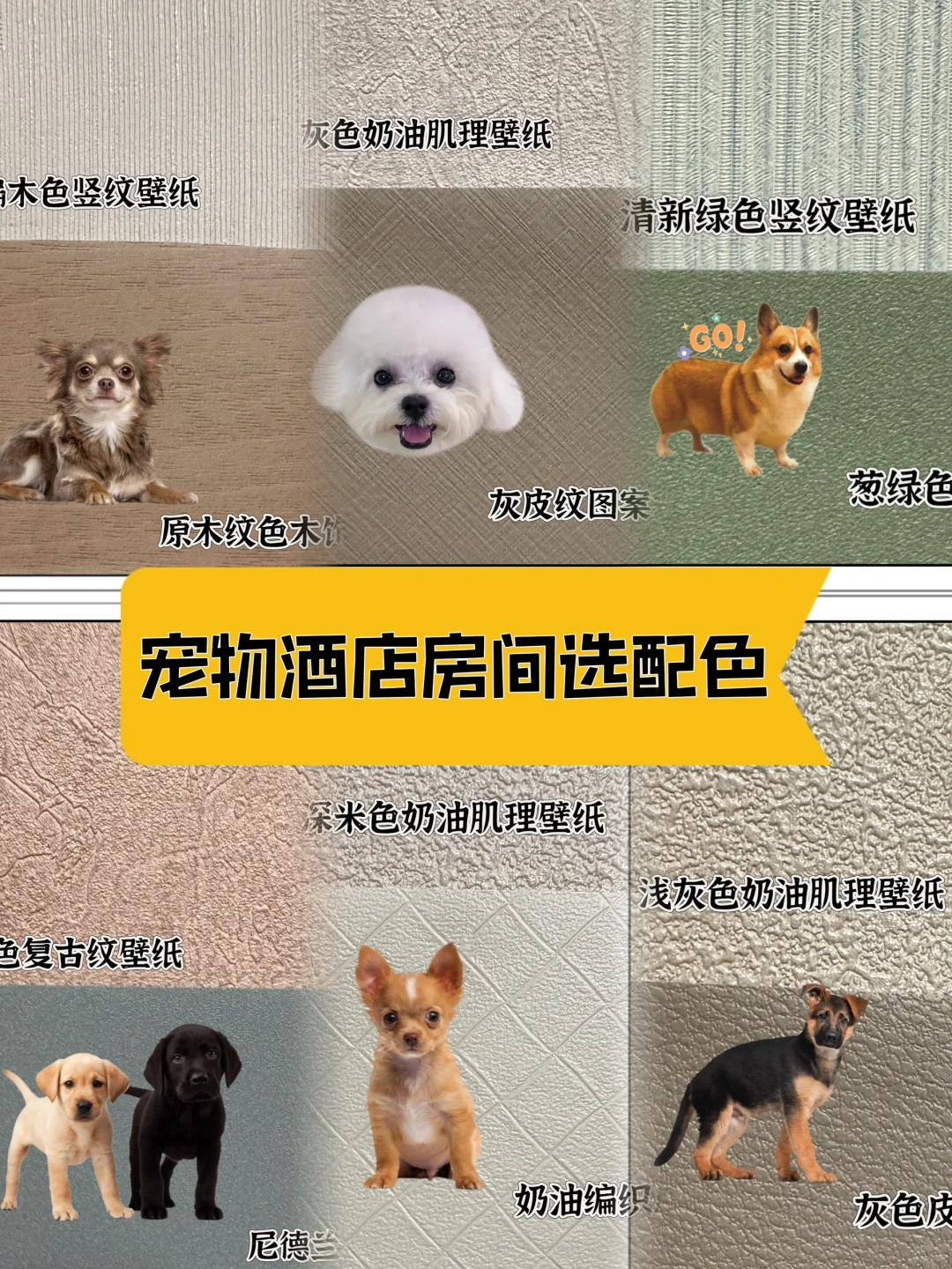 宠物酒店装修|小型犬房间选墙面配色
