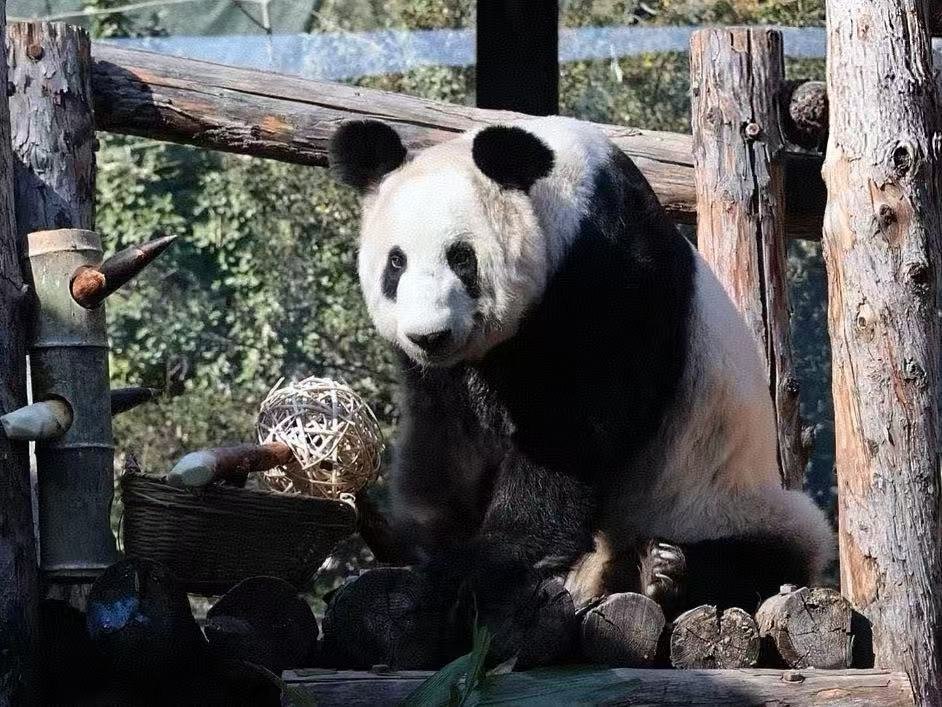 吃饱饱，遛弯弯，丫丫的小日子也太惬意啦饱食闲步，自在安然。是家最好的馈赠。愿时光