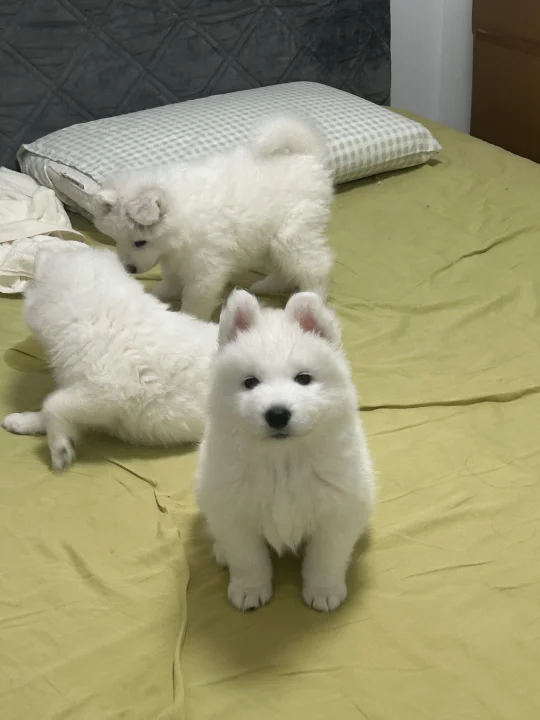 老五