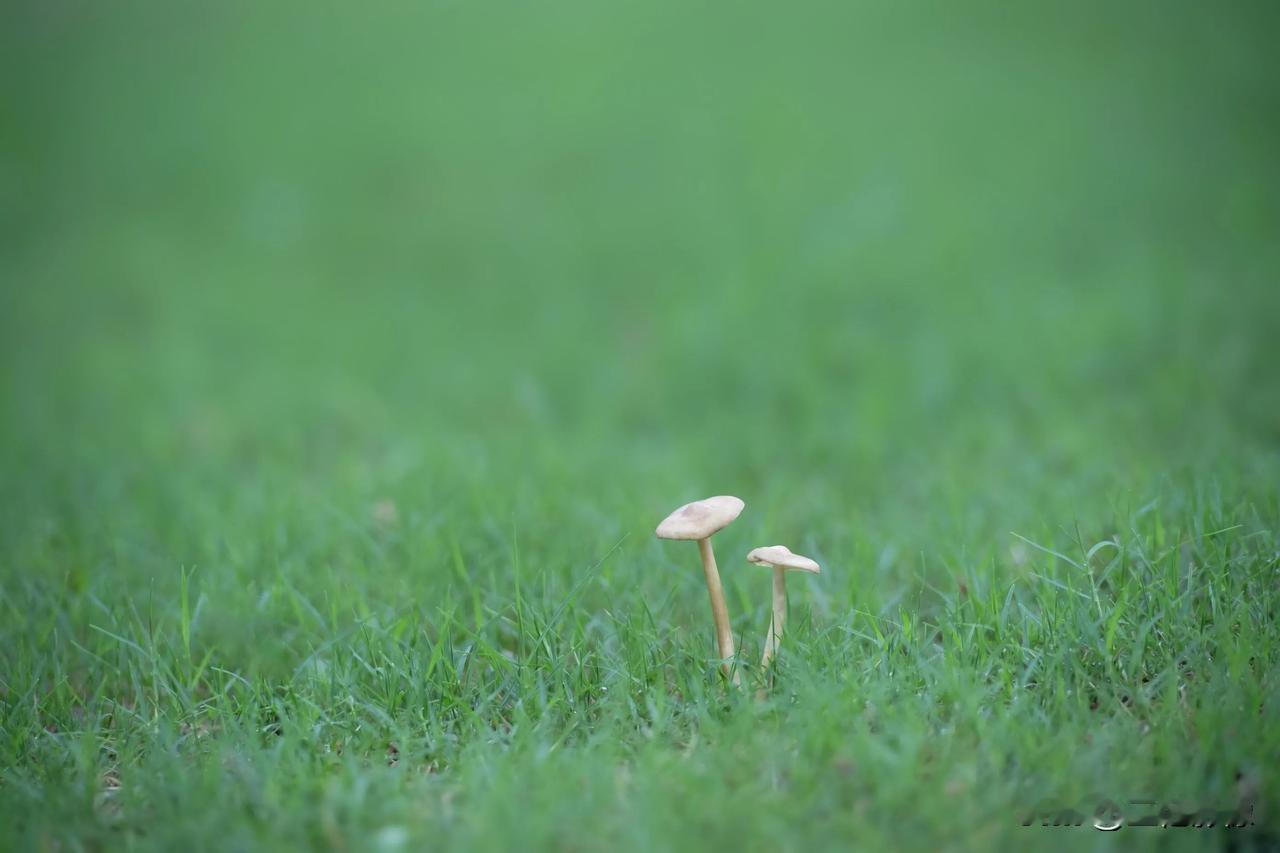 前段时间苏州梅雨季节拍摄的草地上的蘑菇。 #记录夏日生活点滴##用光影记录苏州#