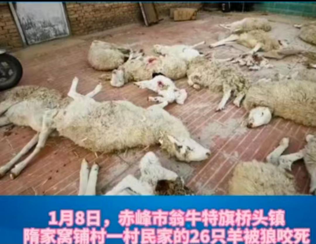 生态改善带来中蒙边境蒙古国跨境狼群频繁袭击牧民羊群！牧民忍痛看着狼吃羊。原因是生