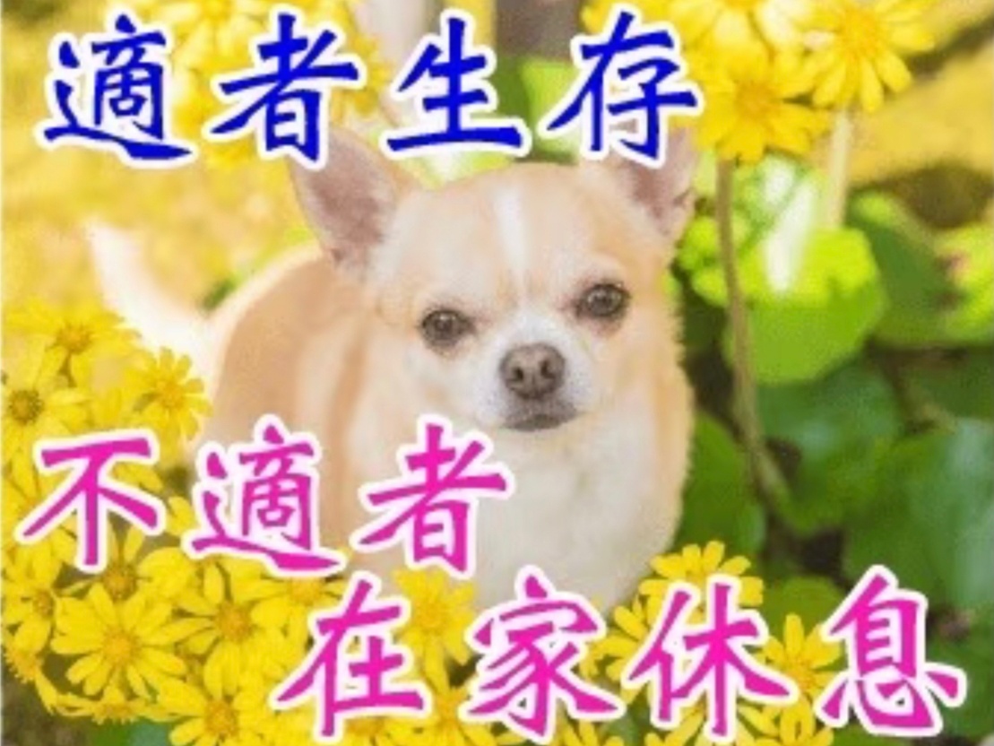 谁的狗就长得像谁这件事我真的觉得超级搞笑 