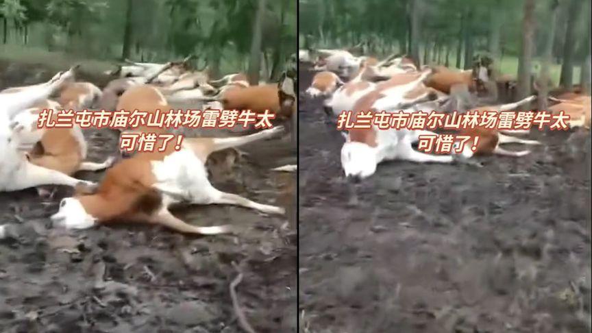 【林场27头牛遭雷击死亡，数量不够50只上不了保险，牧民：损失35万】7月3日，