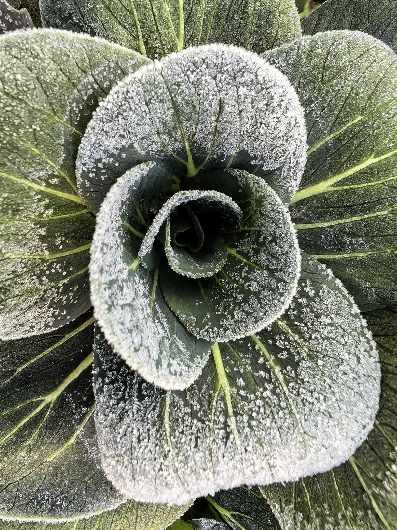 晓来庭户外，霜华似初雪”。
四九时节，江南多地迎来连续霜冻天。
这个乡下的清晨，