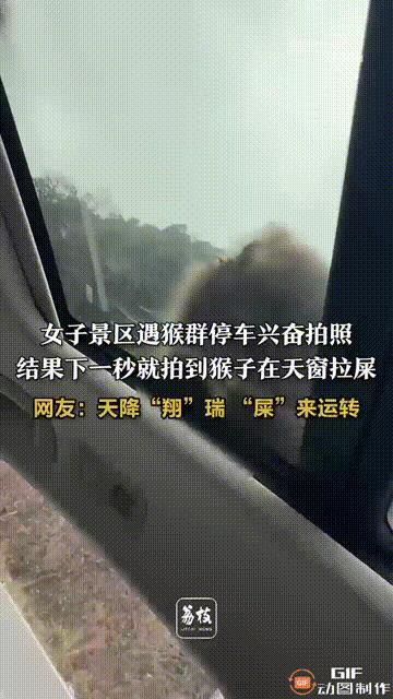 笑不活了！四川雅安一处景区内，一名女子开车经过时，突然遇到了几只猴子，于是当即停