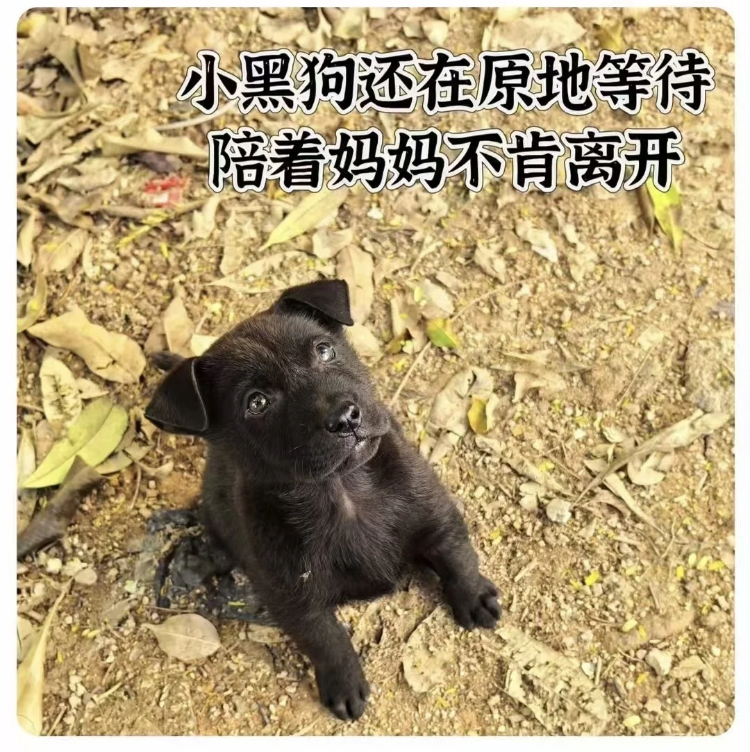 求转发：深圳的小流浪狗没有妈妈了，求领养