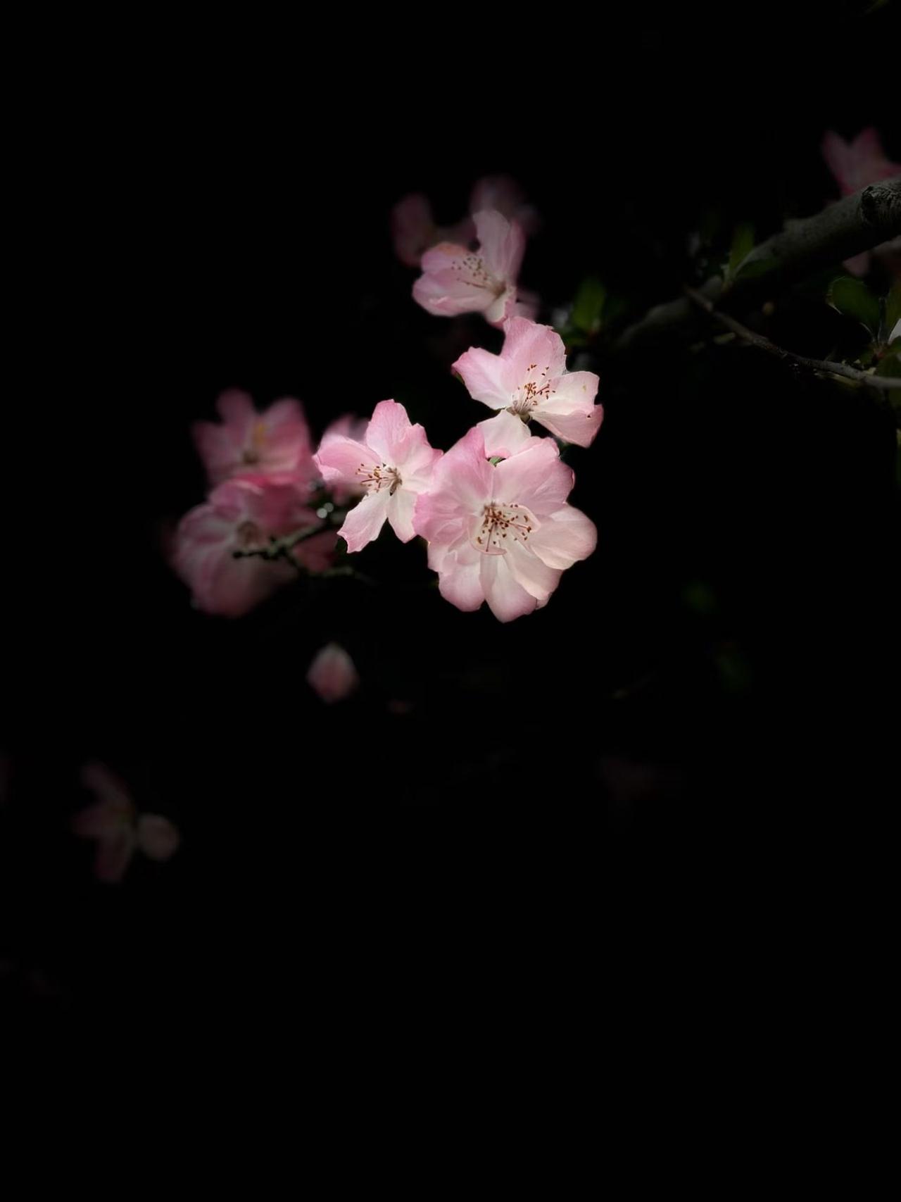 狼吃羊，不是恶，是生存；
羊吃草，不是善，是本能。
天地之间，本无善恶，只有因果