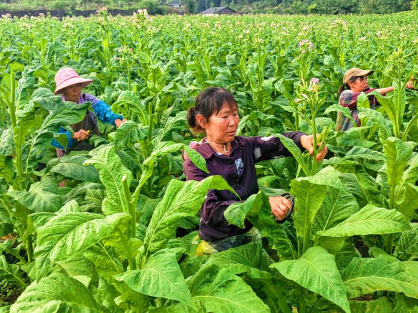 00后都不怎么抽烟了，烟草会沦为下一个钢铁或煤炭吗？要理解这个危机，得先翻开烟草