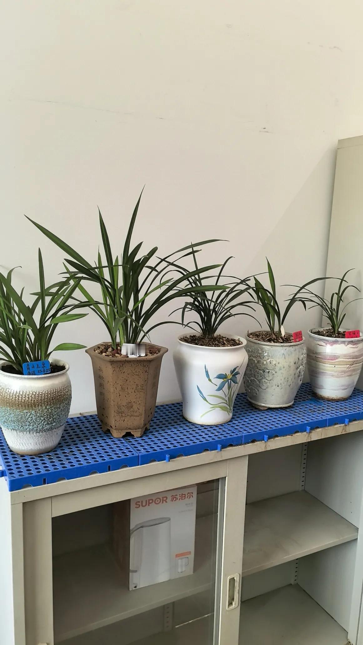 兰花叶片修长舒展，姿态端庄端正，象征君子举止有度，品行端正，稳重自持。