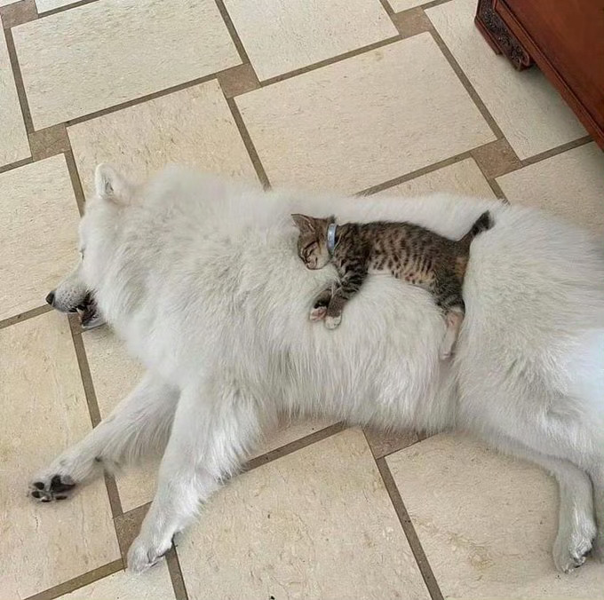 猫咪：金窝银窝不如自己的狗窝