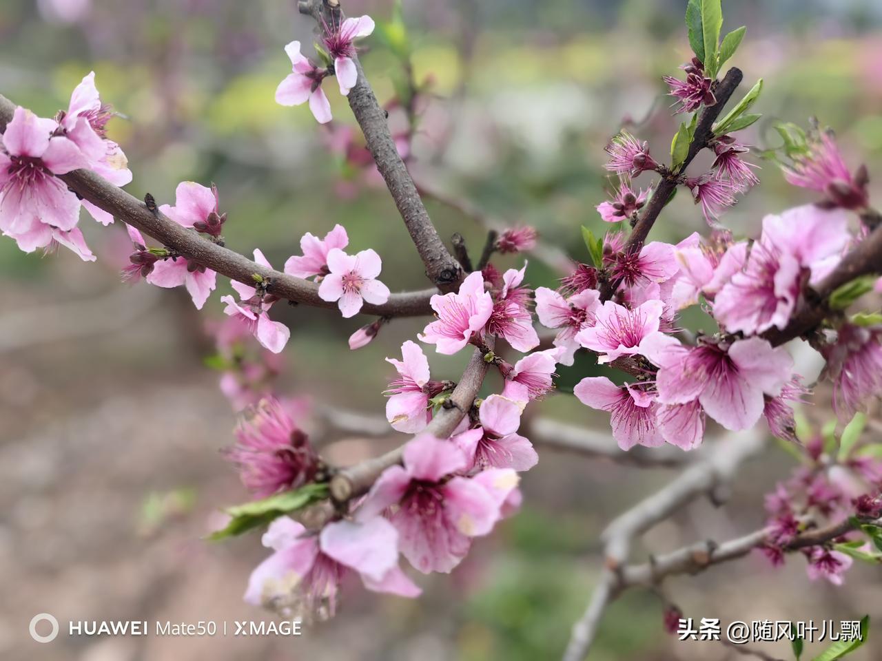 夹缝里的春天。

       一年之季在于春，谁能不喜欢春天呢。可如今的春天，