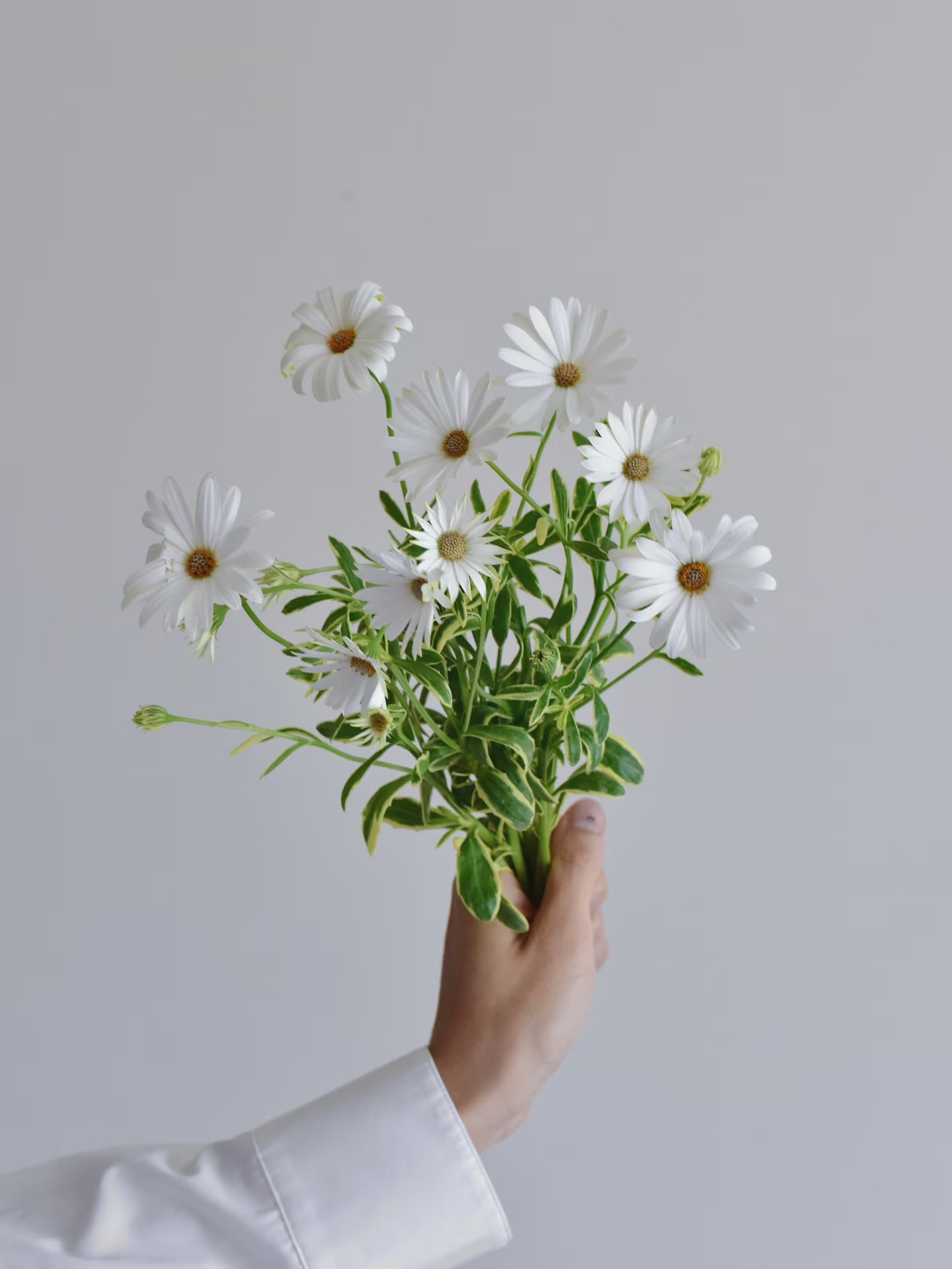 花叶蓝目菊·缤纷刚果