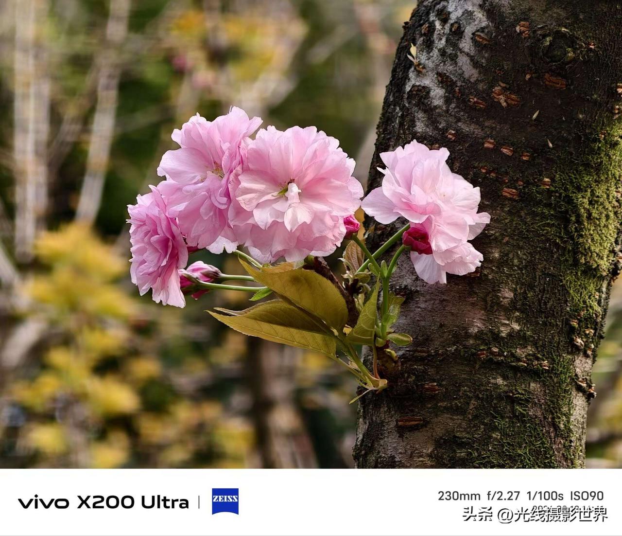 3月13日，重庆华岩寺后面的半山公园，樱花盛开了，但是，冷冷清清，门可罗雀，为什