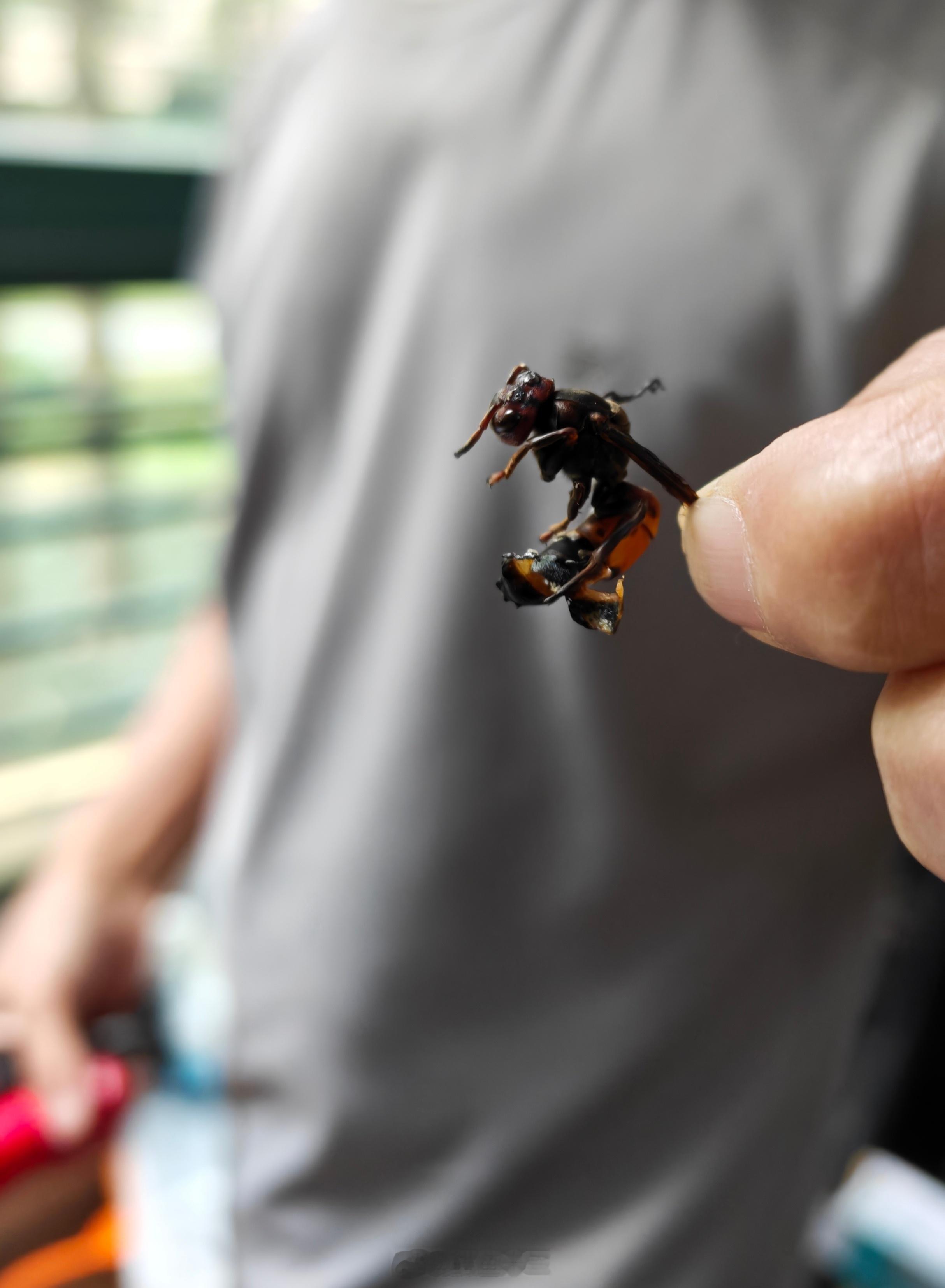 马蜂的续集我刚被扎了…这次还是躲在衣柜裤子里，我一搜发现，原来网上很多案例。前天